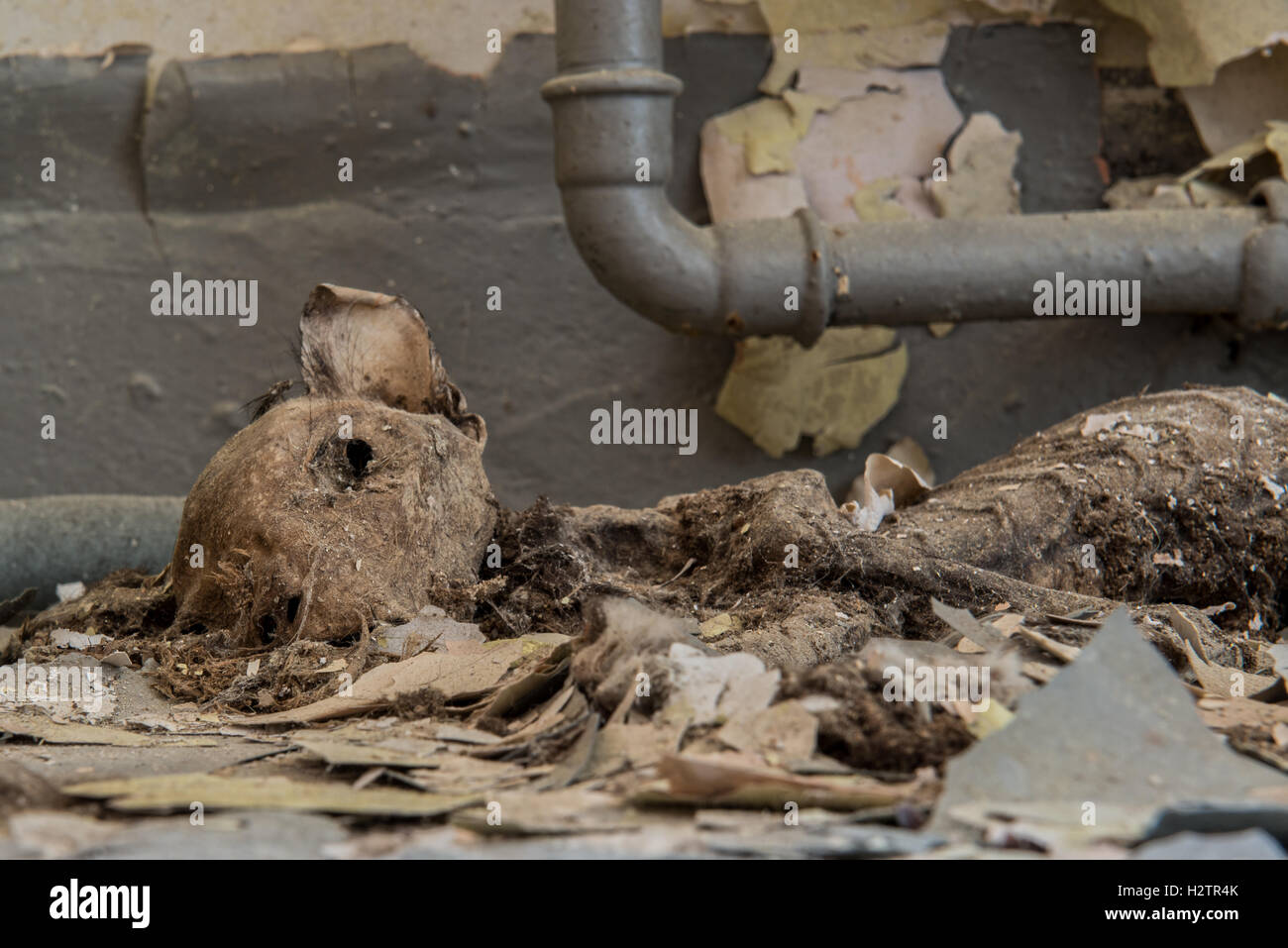 Il mummificato resti di una una volta intrappolata gatto domestico all'interno di Maiden legge mortuaria ospedale, Lanchester, County Durham, Regno Unito Foto Stock