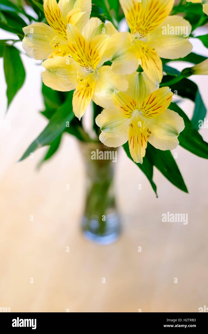 Fiori freschi di primavera immagini e fotografie stock ad alta risoluzione  - Alamy