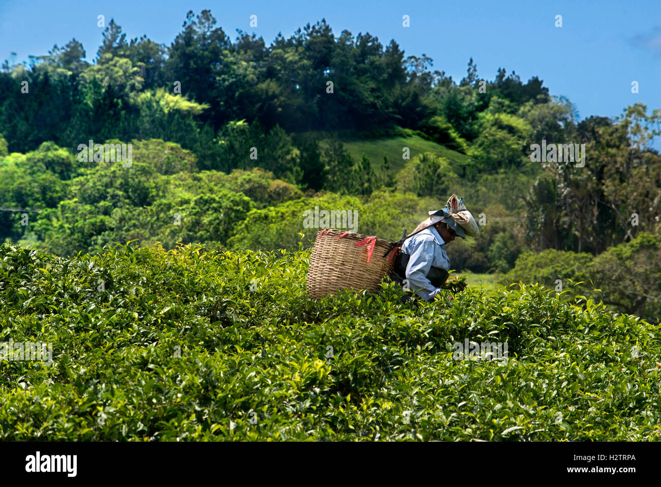 La donna la raccolta di tè, piante di tè, piantagione di tè, Bois Chéri fabbrica di tè, Mauritius, Africa Foto Stock