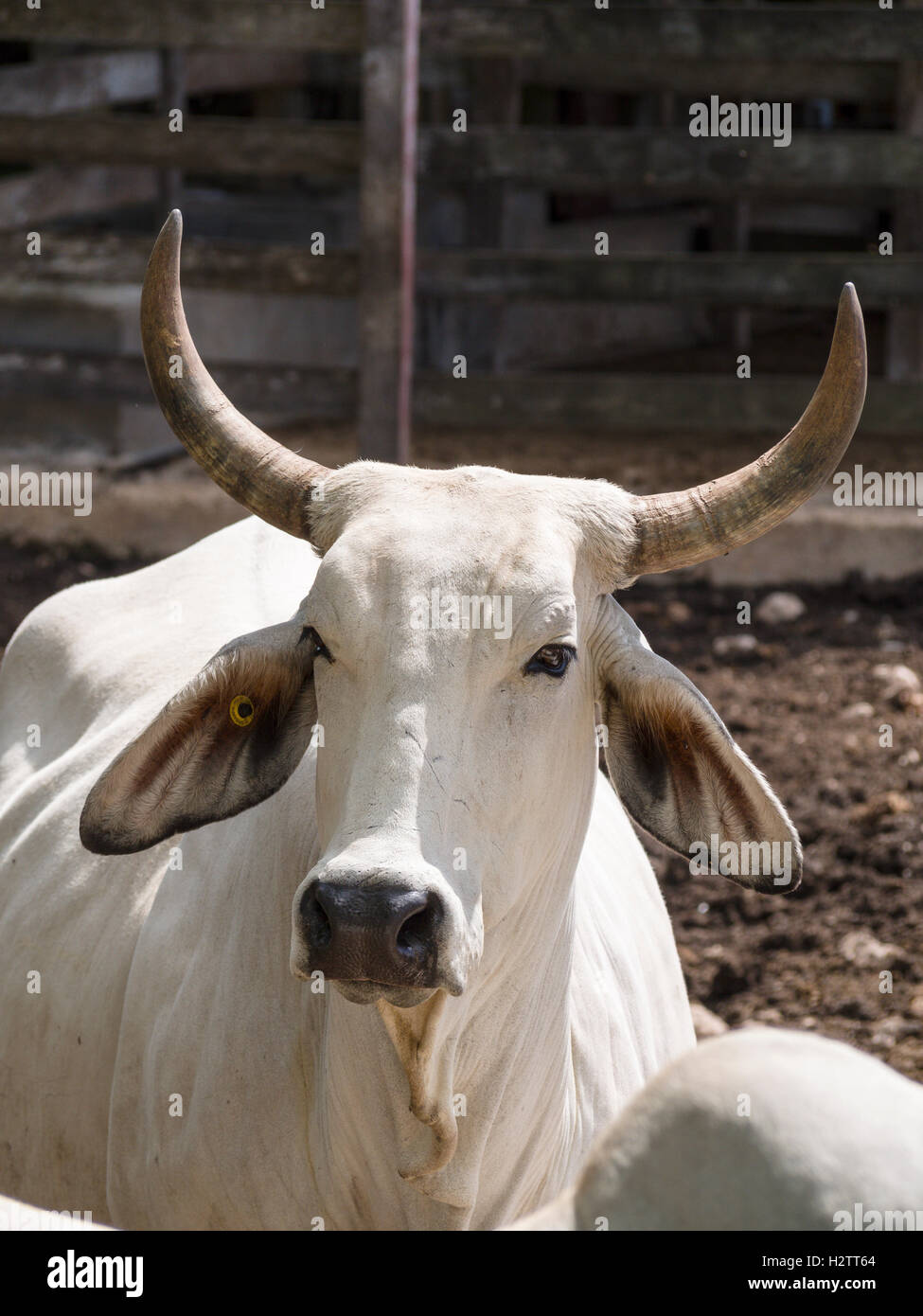 Cornuto Bramen bianco steer vista anteriore. Una singola bianco cornuto sterzare in un allevatore di bestiame della penna. Foto Stock