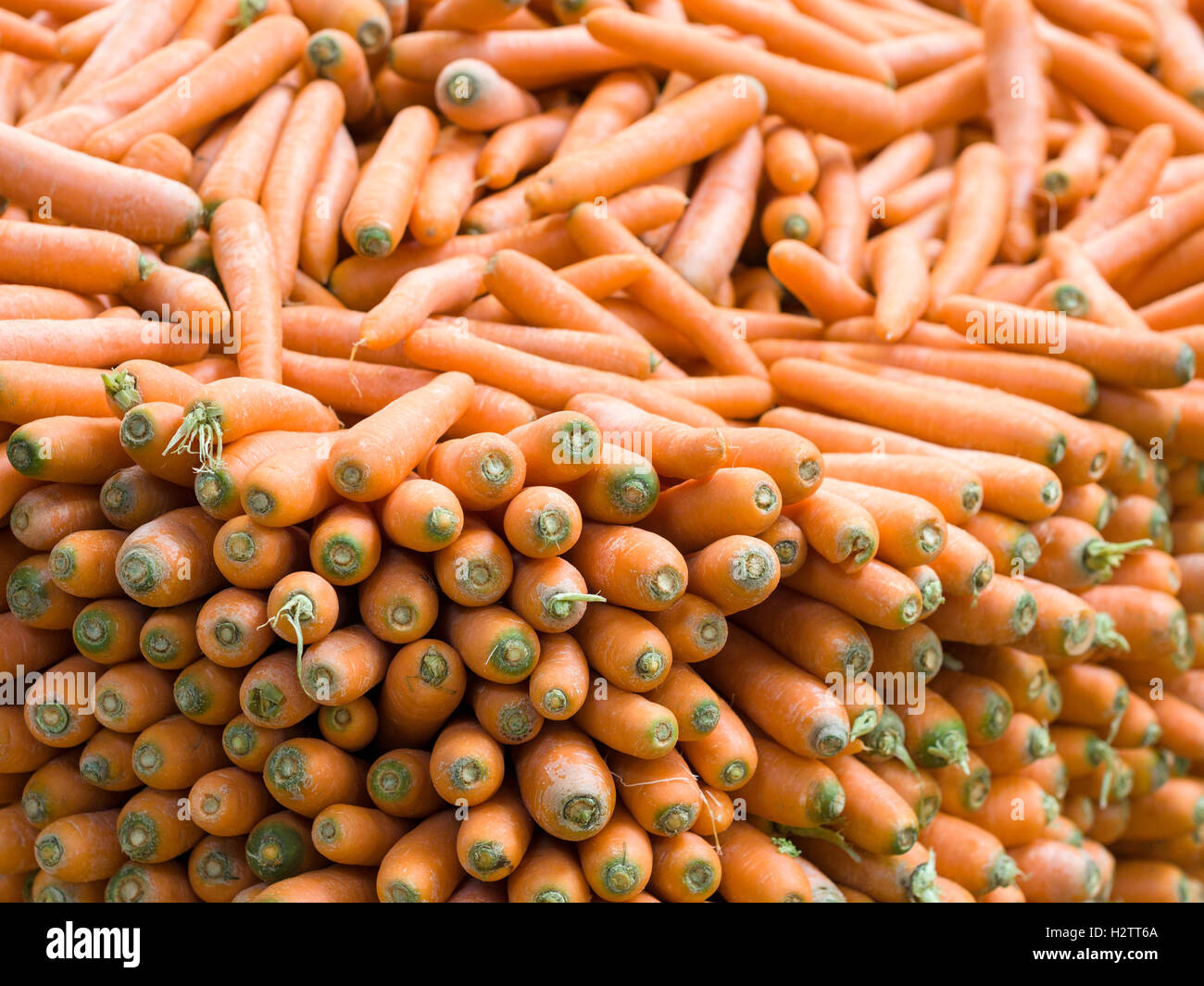 Un sacco di carote sul display. Display massiccia di appena raccolto le carote in Tulum fruttivendolo. Foto Stock