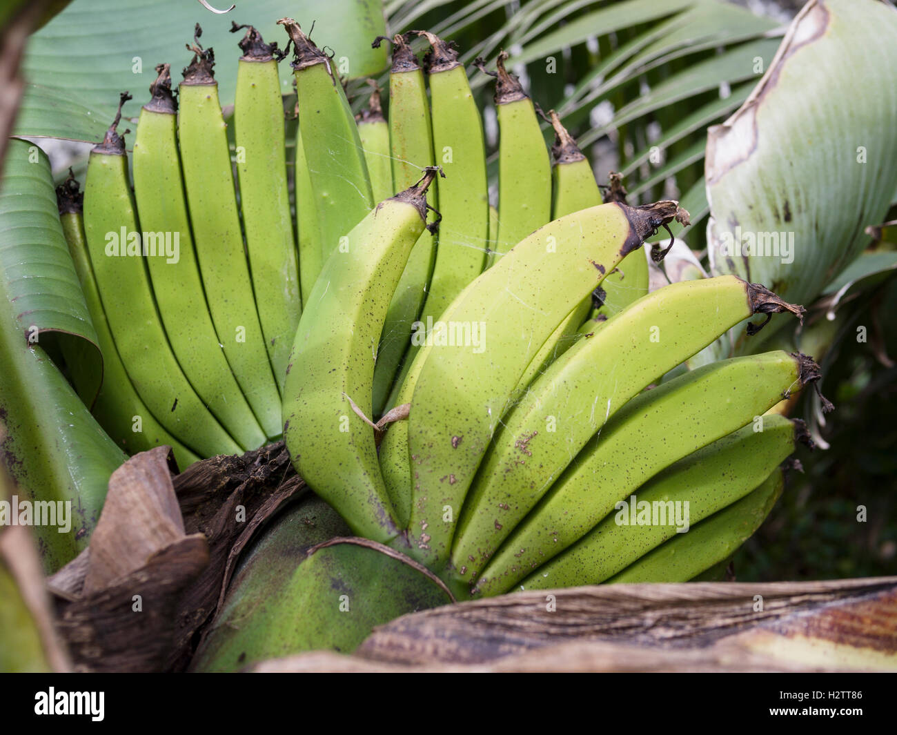 Due Mani di banane acerbe. Due mani di piccole banane maturazione in un Azorian banana Grove. Alcuni la ruggine è evidente. Foto Stock