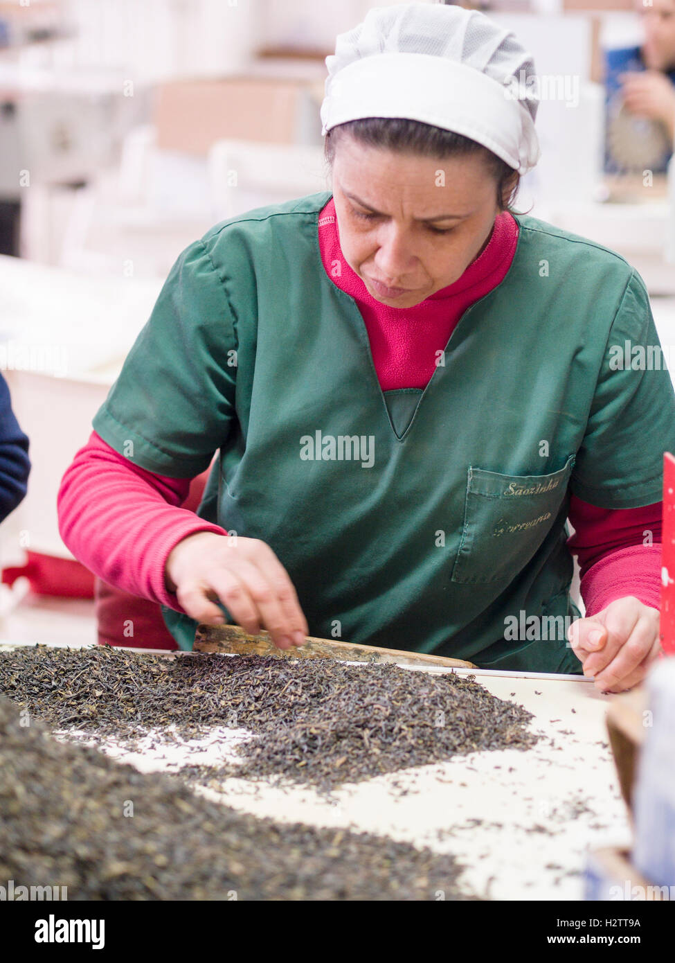 Ordinamento di foglie di tè a Cha Gorreana. Una donna ordina attraverso un mucchio di fermentare le foglie di tè per rimuovere gli steli. Foto Stock