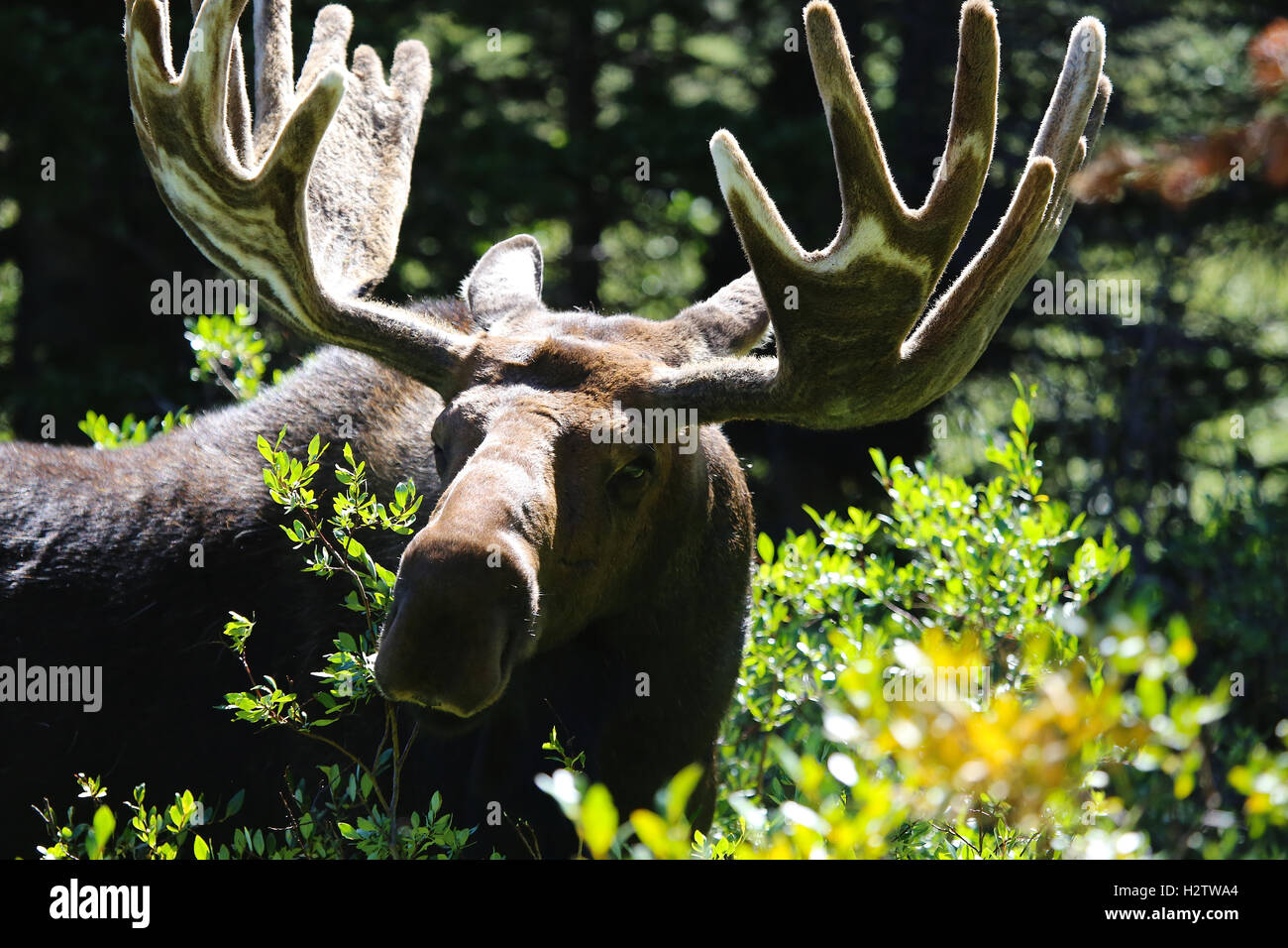 E Bull moose closeup della testa palchi in cespugli verdi Foto Stock