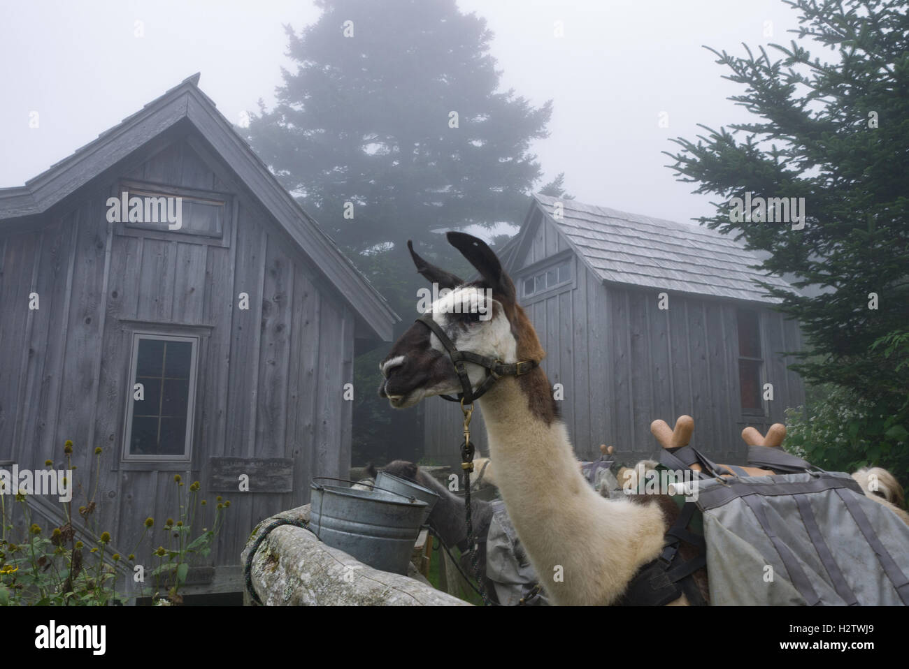 Llama a riposo e mangiare dopo che trasportano le forniture alla sommità del Mt. Lecont nel Parco Nazionale di Great Smoky Mountains Foto Stock
