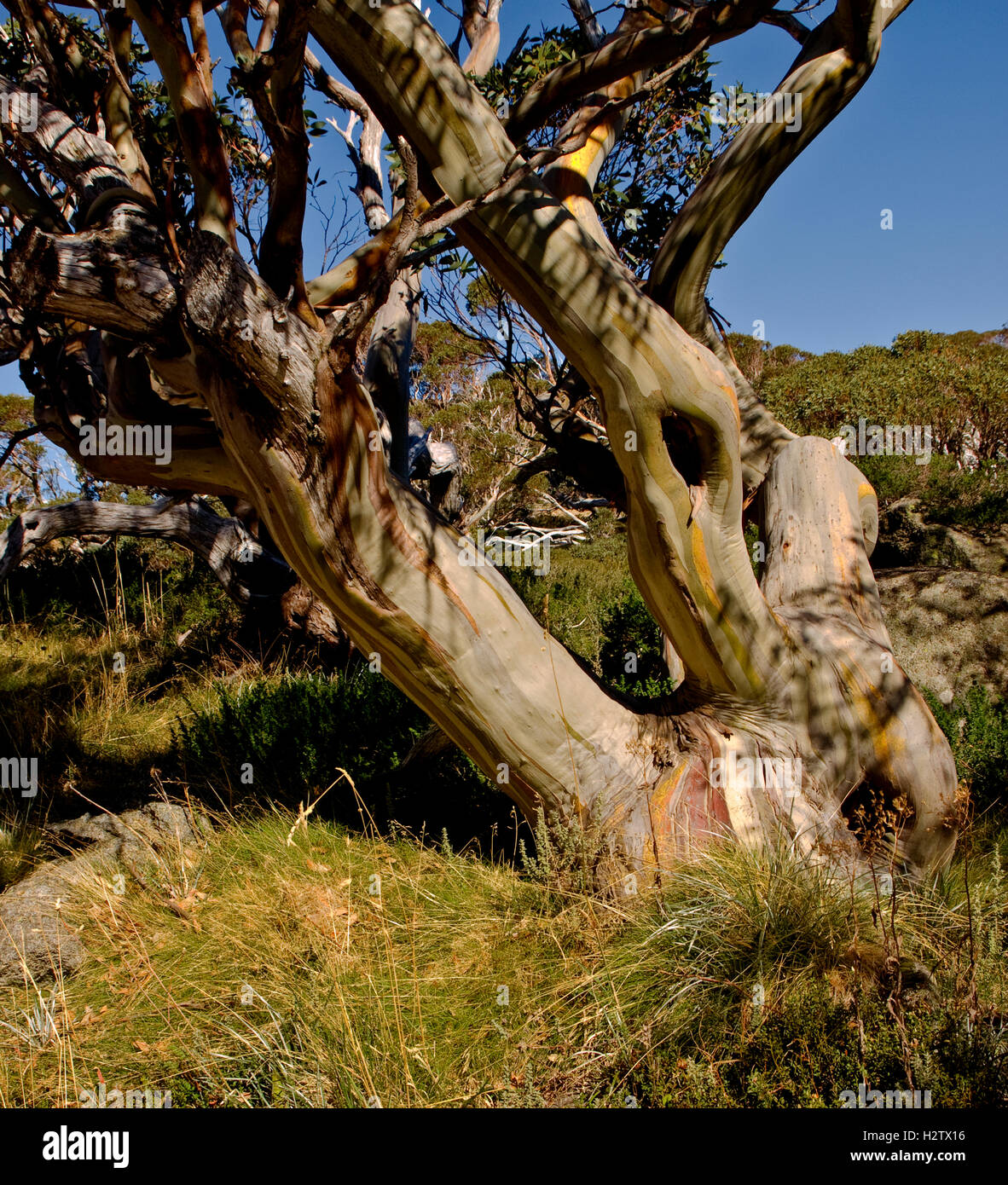 Australia: neve gum, montagne innevate, NSW Foto Stock