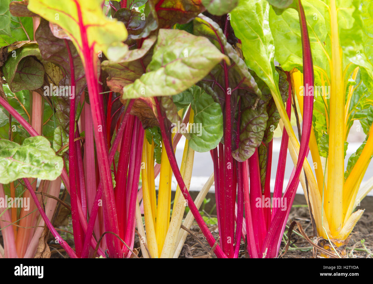 Colorate le bietole che cresce in giardino. Foto Stock