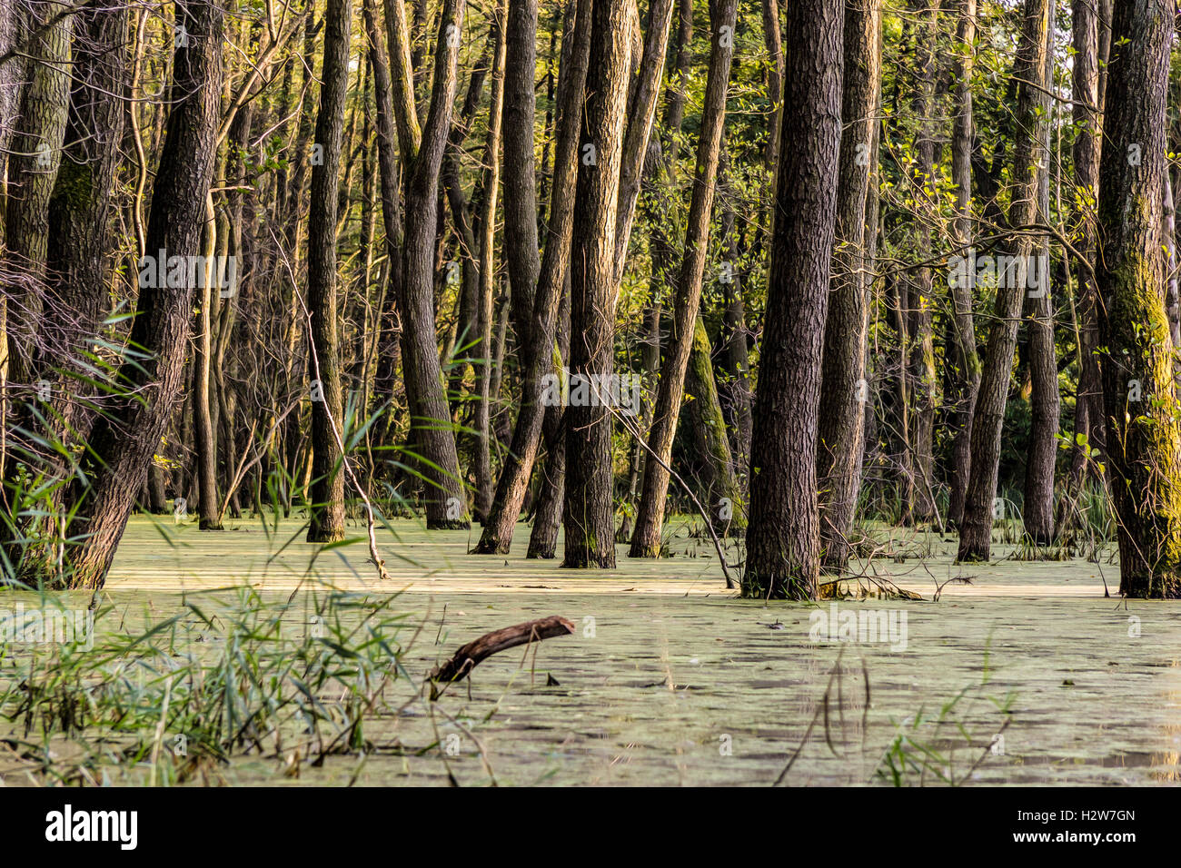 Bosco in un pantano di Moro Foto Stock