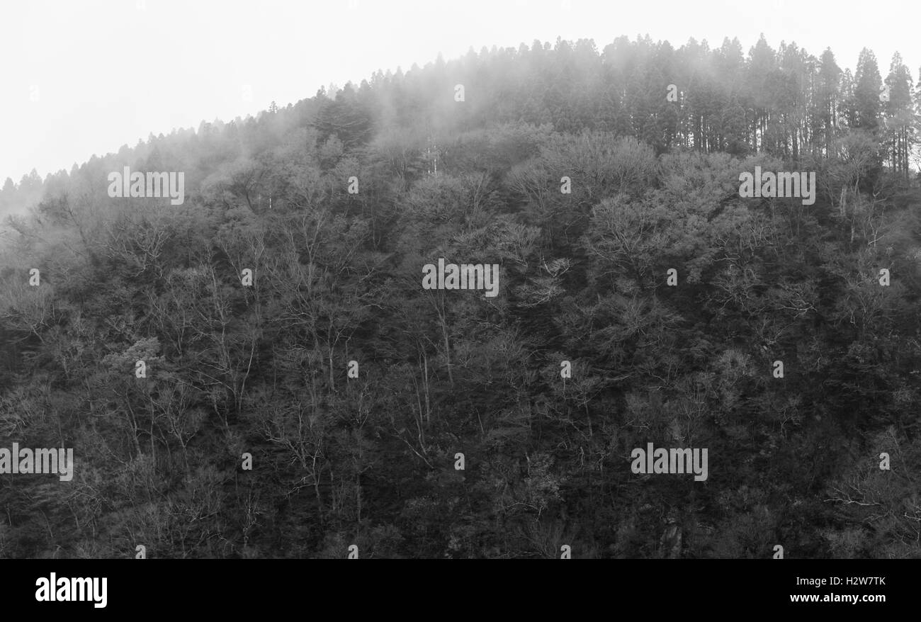 Abstract foggy foresta scura sullo sfondo,monocromatico Foto Stock