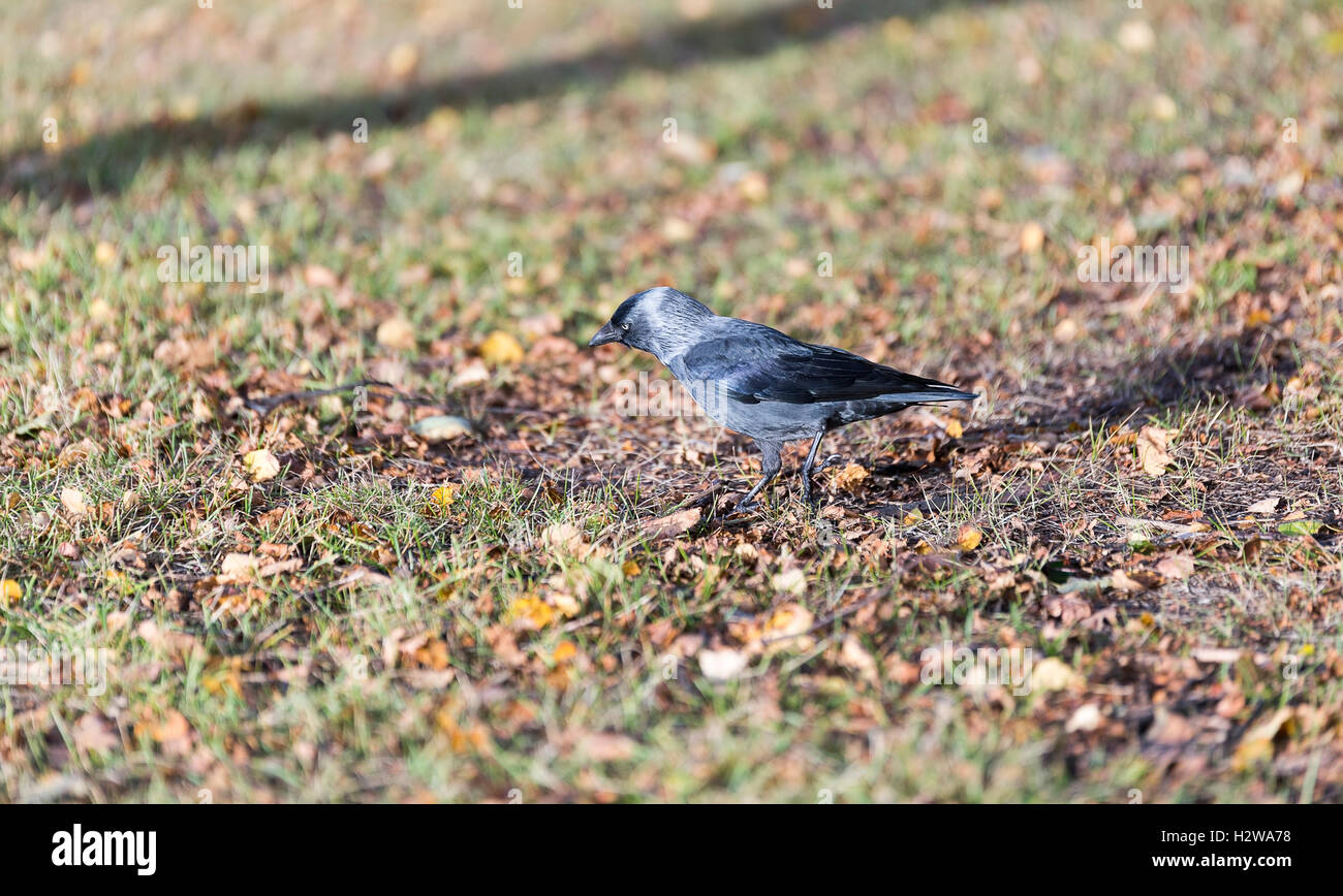 La Cornacchia occidentali camminare sull'erba. Foto Stock