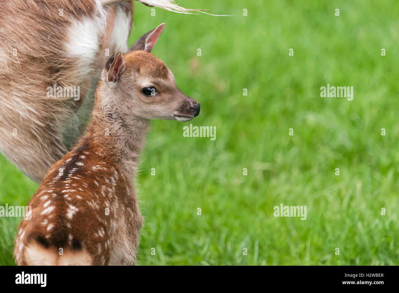 Red Deer Fawn, nativo di una specie del regno unito Foto Stock