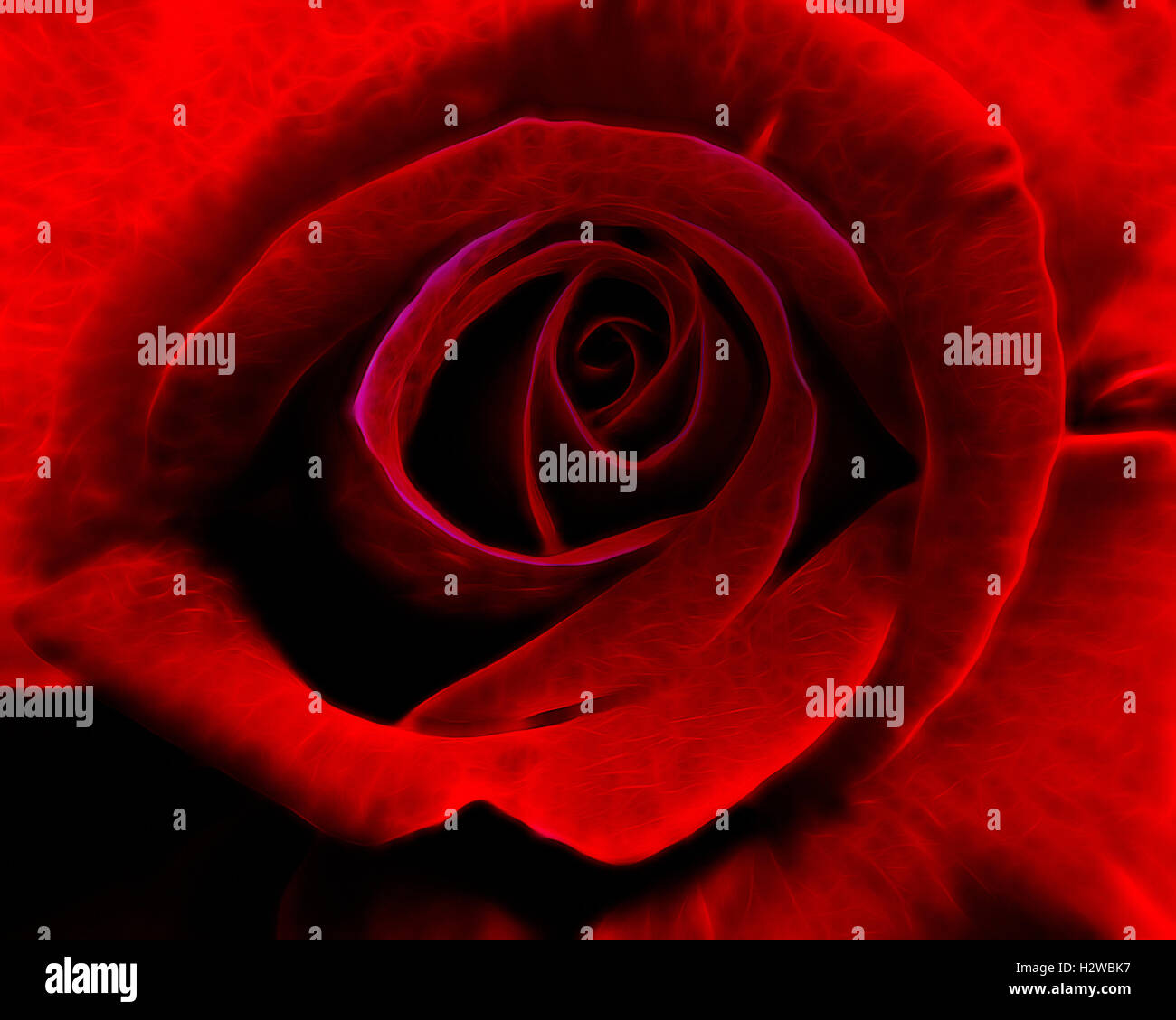 Arte digitale: inglese Red Rose Foto Stock