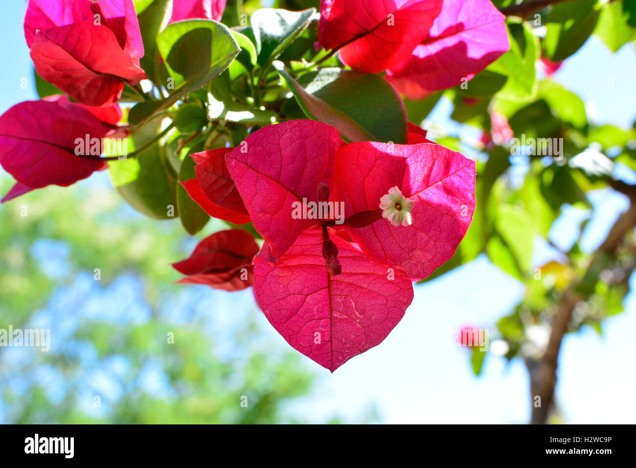Rosso fiori di Bouganville Foto Stock