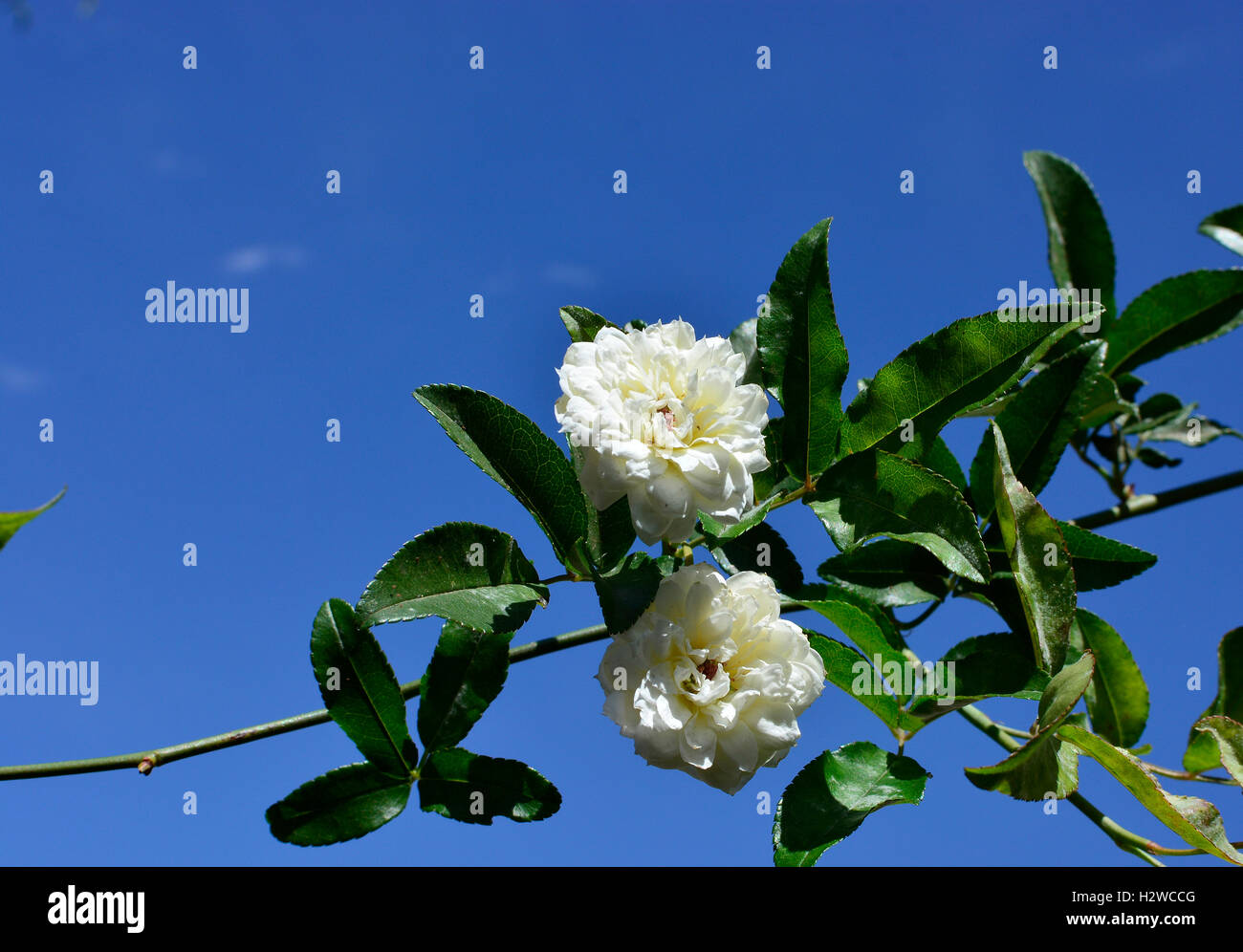 White hedge rosaio contro un cielo blu scuro. Foto Stock