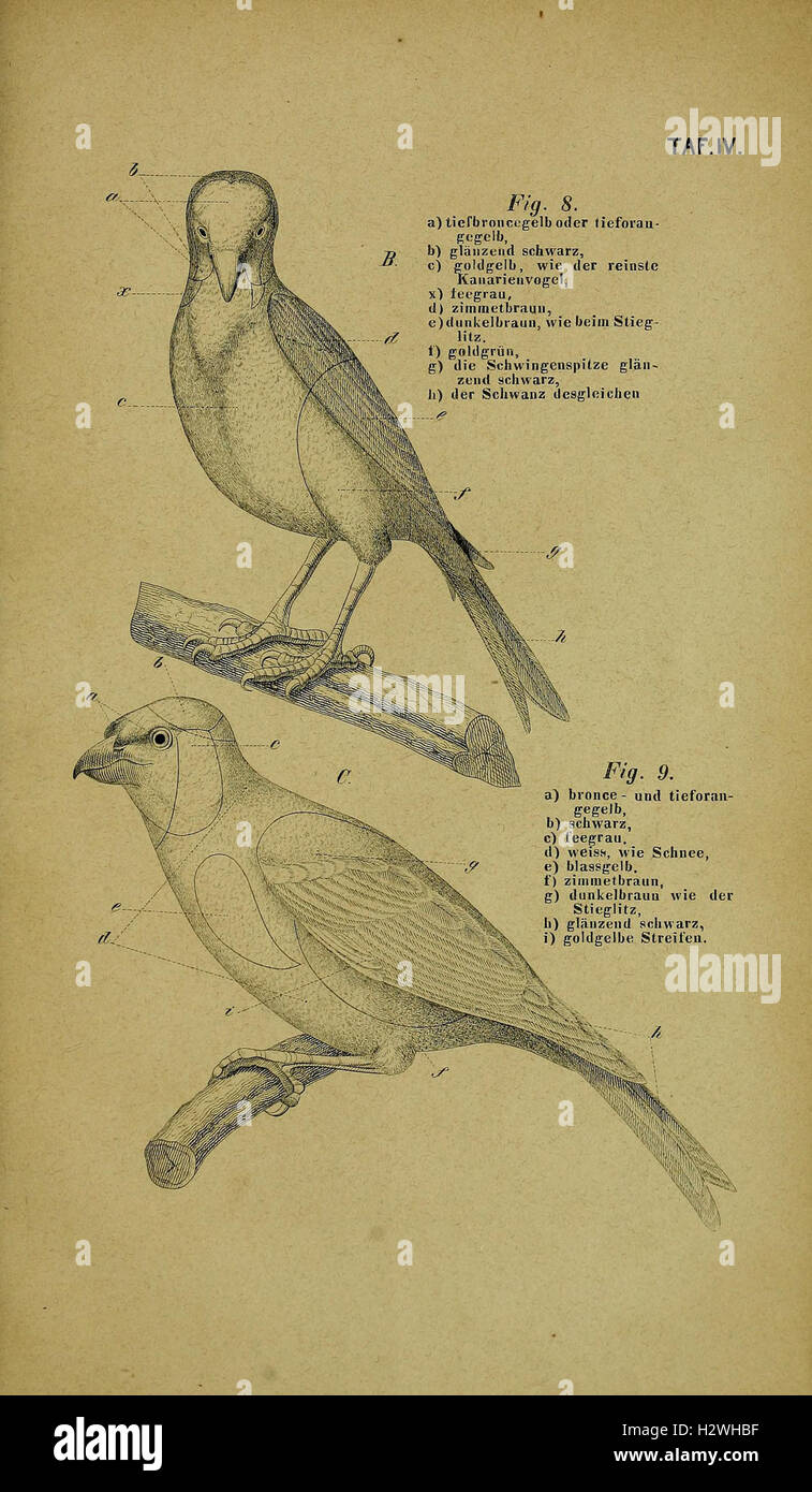 Die Kanarienvögel, Sprosser, Nachtigallen, Rothgimpel, Schwarzamseln, Bluthänflinge, Steindrosseln und Kalanderammerlerchen, sowie ihre Wartung, Pflege und Fortpflanzung Tafel (IV) BHL347 Foto Stock