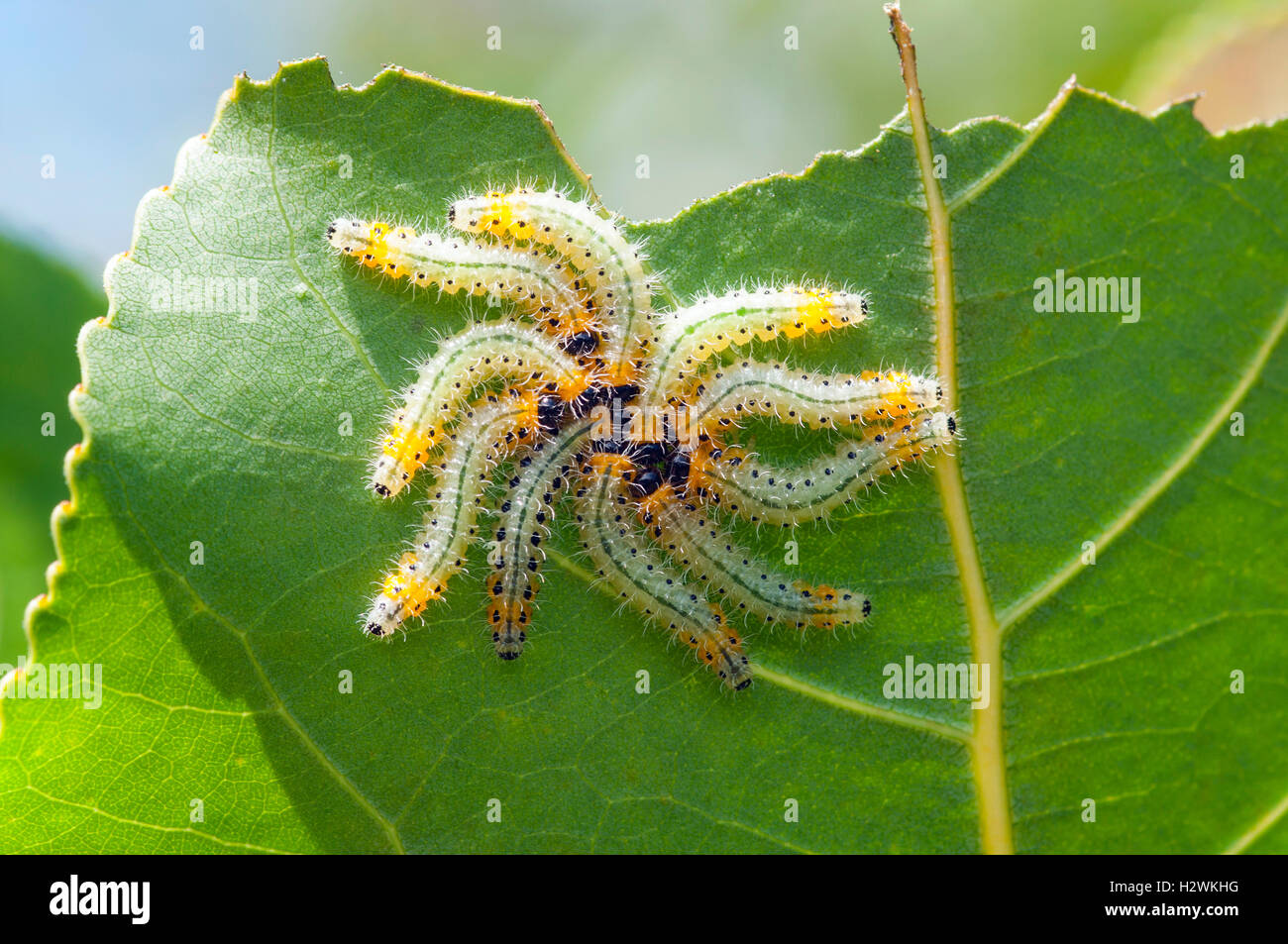 Larve di pioppo di mosca che riposano per imitare un ragno (Cladius Grandis) Foto Stock