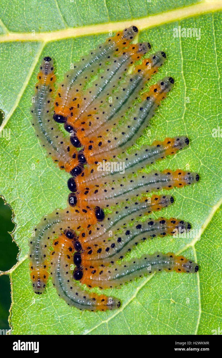 Il PIOPPO Sawfly larve Cladius Grandis, appoggiato su una foglia di pioppo Foto Stock