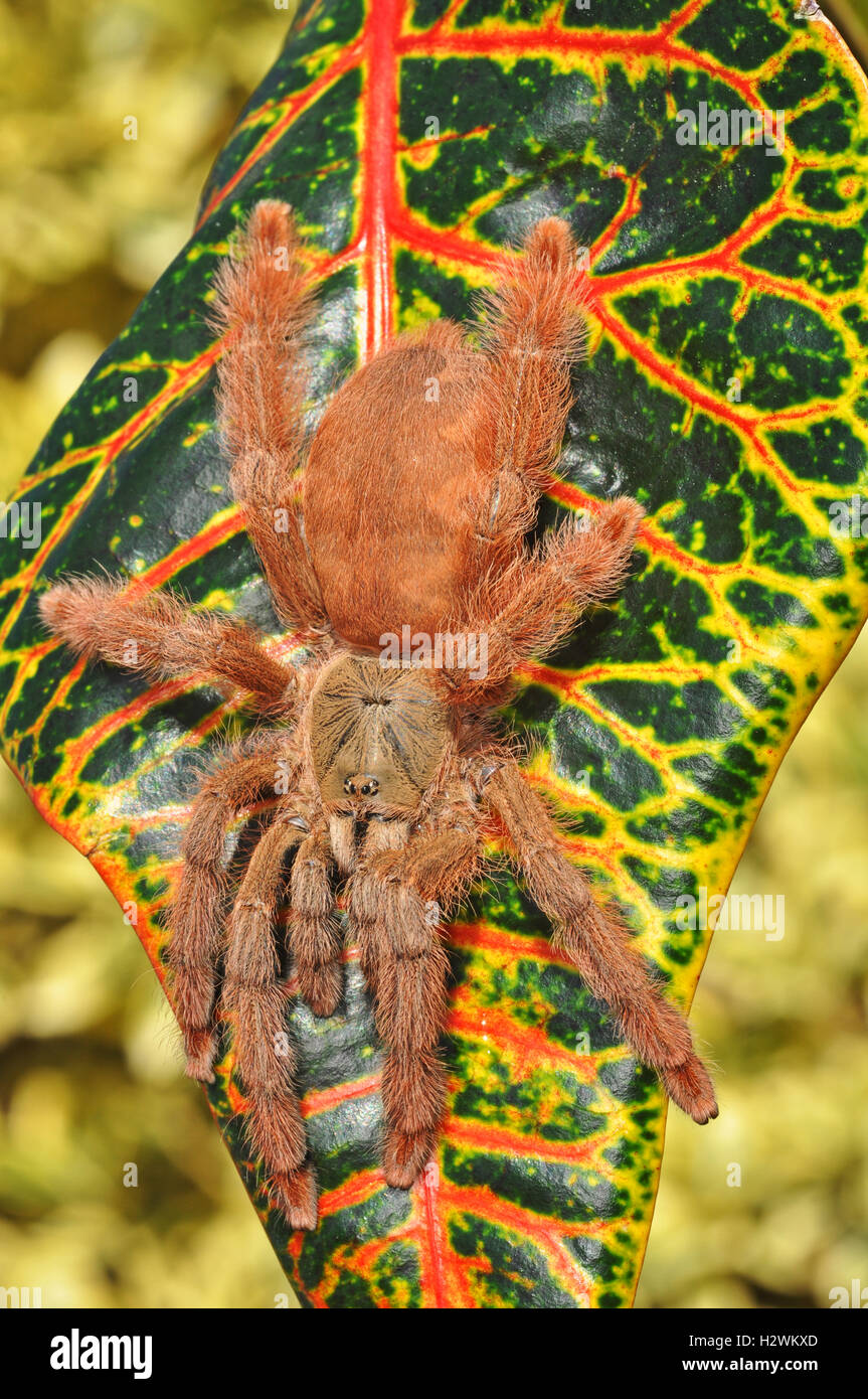 Arancio Spider (Tapinauchenius gigas) Foto Stock