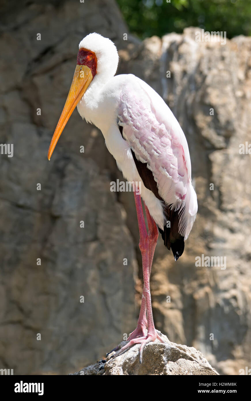 Giallo fatturati stork permanente sulla pietra Foto Stock
