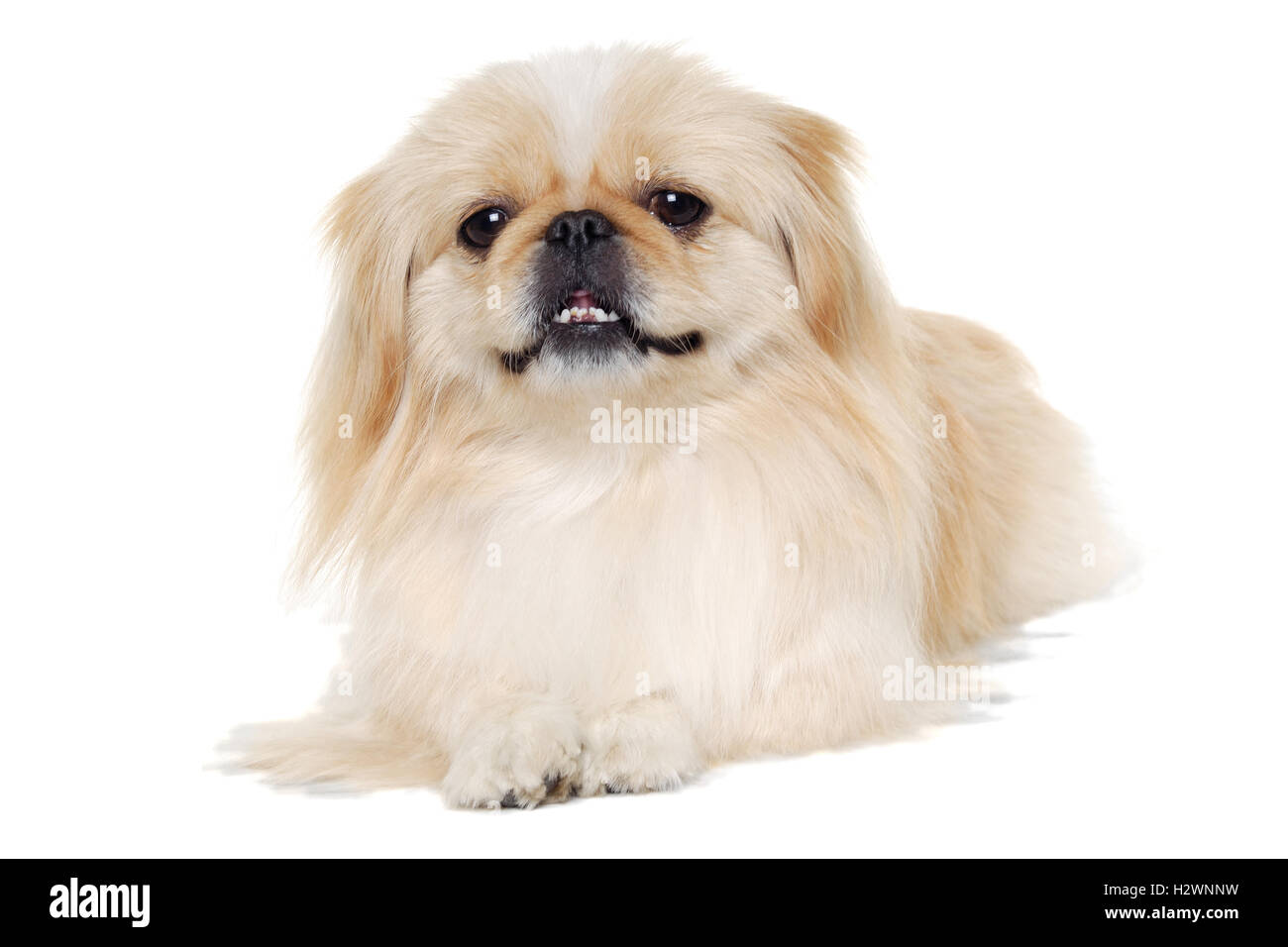 Pekingese dog isolato su uno sfondo bianco Foto Stock