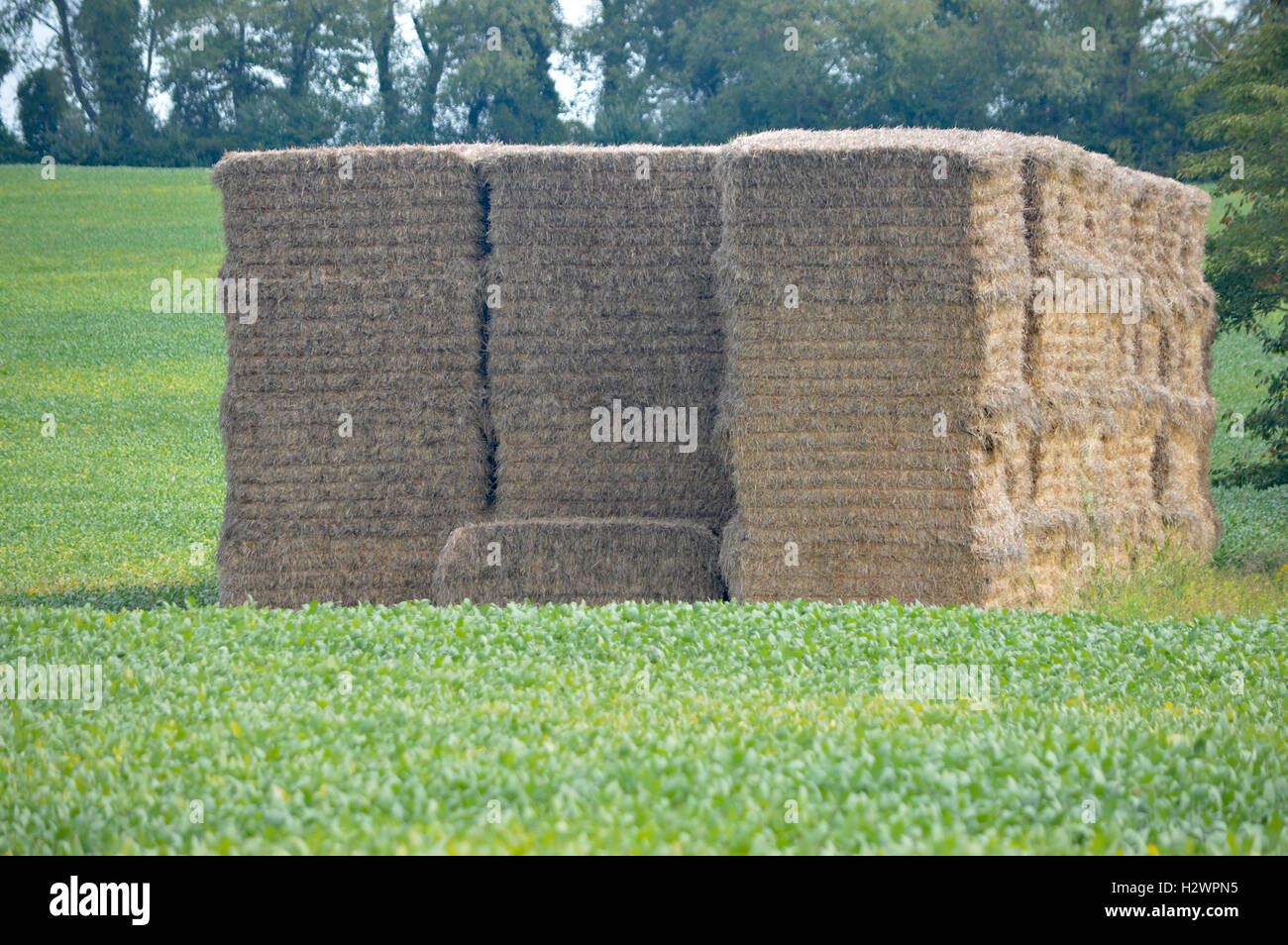 Grande pila di fieno in un campo di fagioli nelle vicinanze di Chesapeake in città, Cecil County, Maryland, USA. Vicino al C&D Canal. Foto Stock