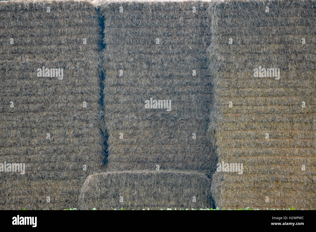 Grande pila di fieno in un campo di fagioli nelle vicinanze di Chesapeake in città, Cecil County, Maryland, USA. Vicino al C&D Canal. Foto Stock