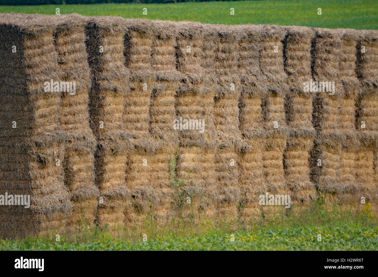 Grande pila di fieno in un campo di fagioli nelle vicinanze di Chesapeake in città, Cecil County, Maryland, USA. Vicino al C&D Canal. Foto Stock