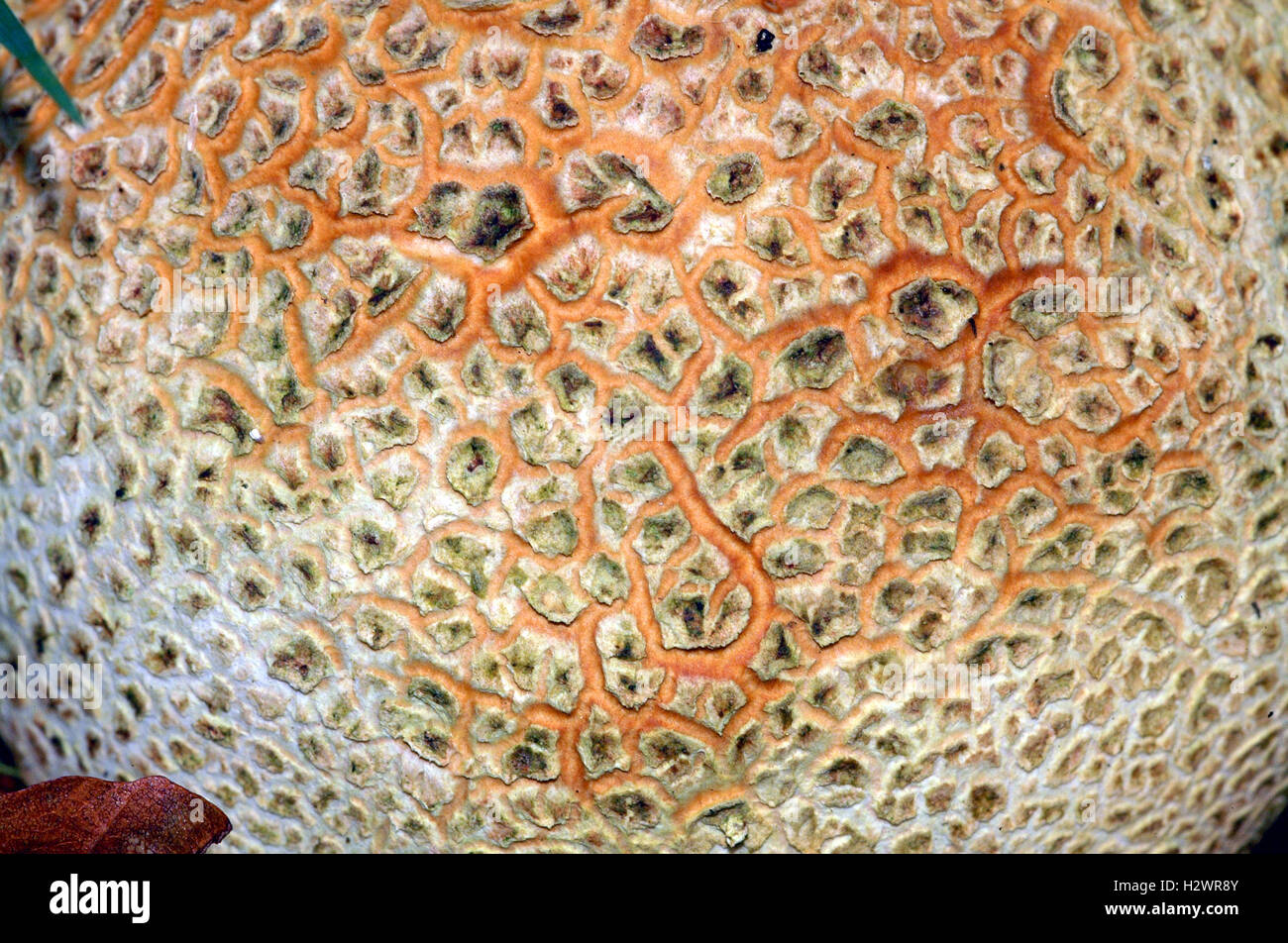 Primo piano di messa a terra comune-ball Fungo (Scleroderma Citrinum) Foto Stock