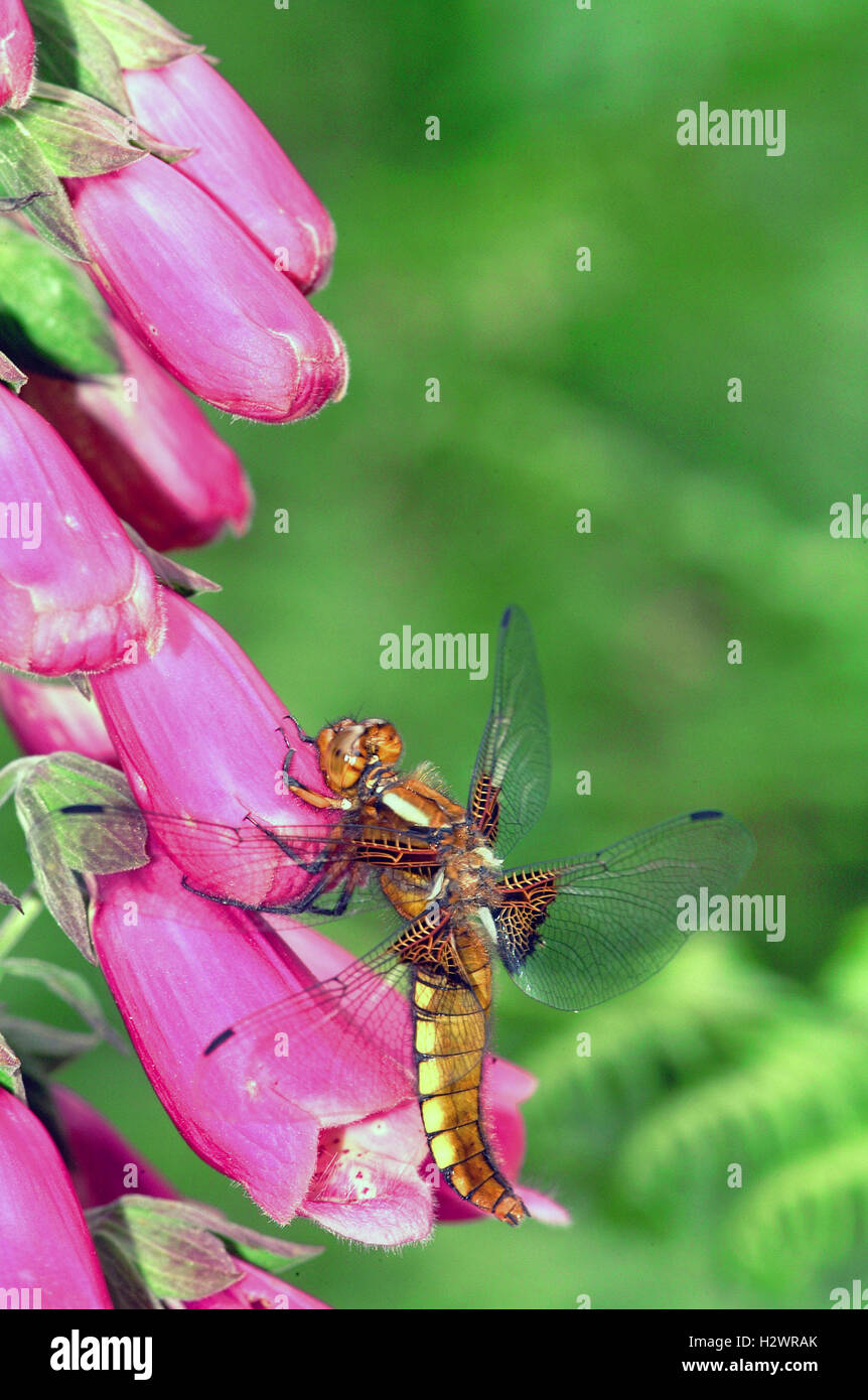 Chaser Broad-Bodied Dragonfly (Libellula depressa) Foto Stock