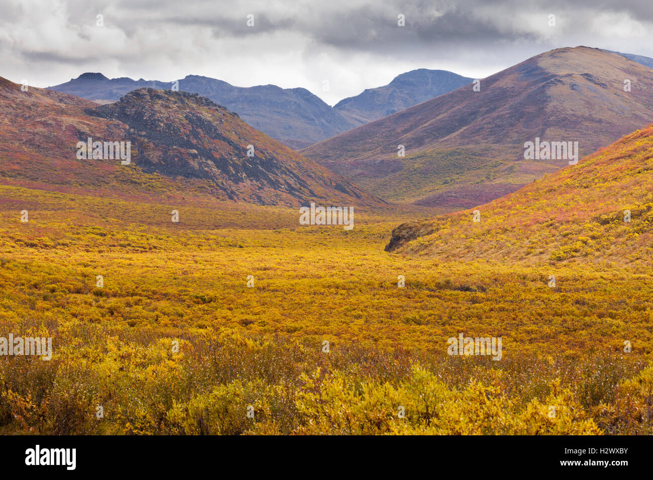 Autunno a colori lapide parco territoriale Yukon Canada Foto Stock