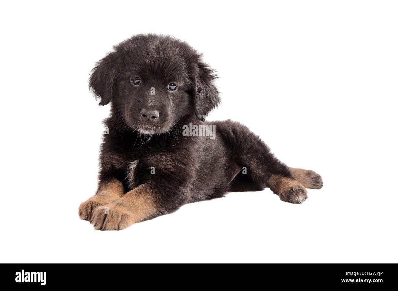 Adorabili nero e marrone cucciolo soffici su bianco Foto Stock