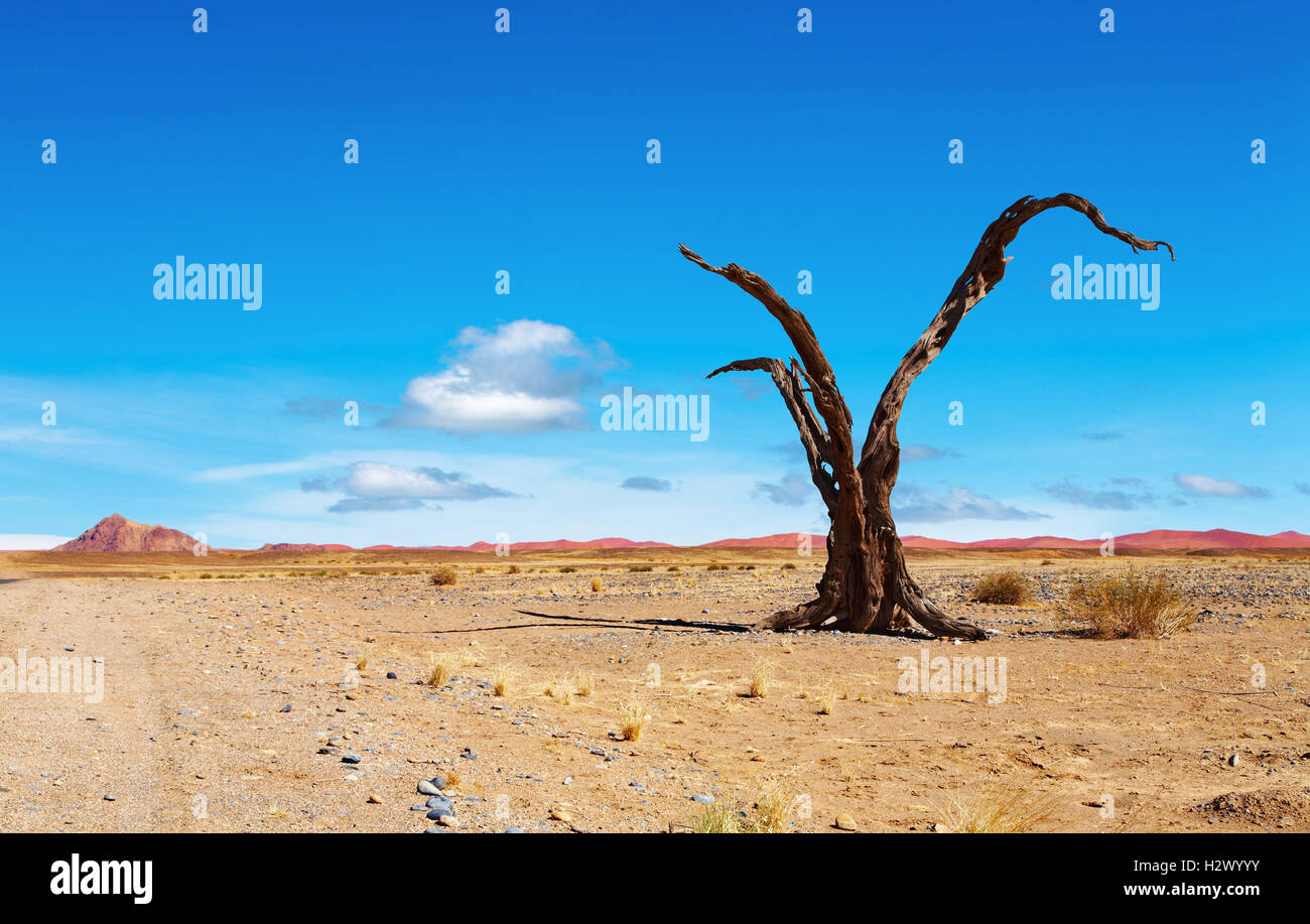 Albero morto nel deserto del Namib, Namibia Foto Stock