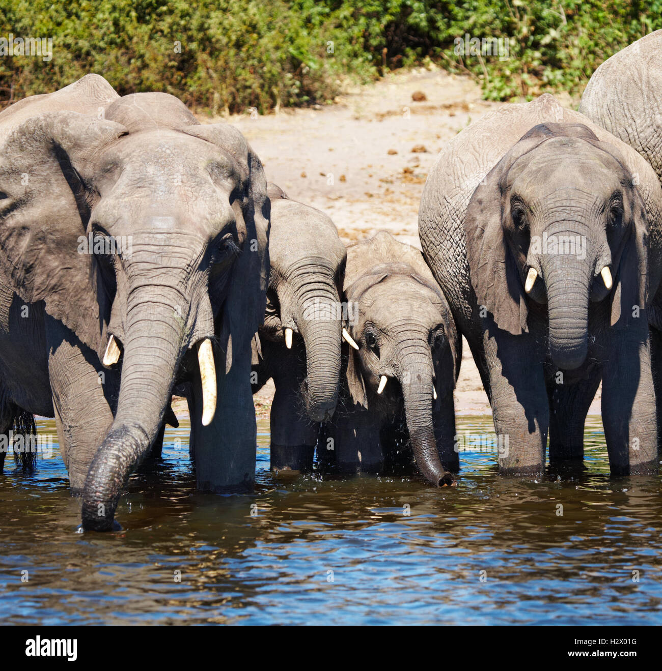 Branco di elefanti a irrigazione, Chobe National Park, Botswana Foto Stock