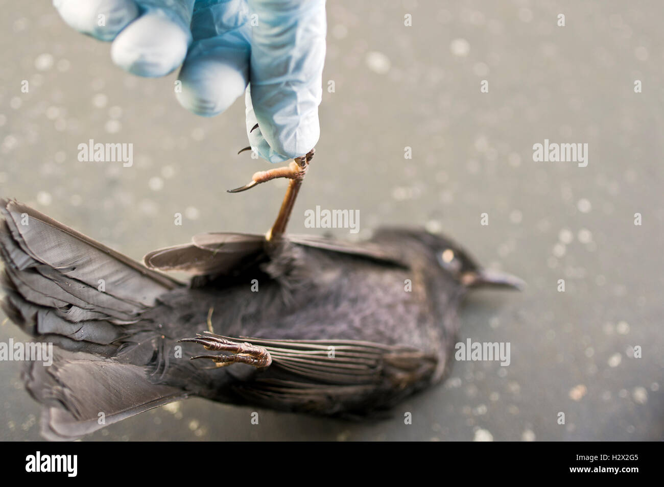 Uccello morto esame Foto Stock