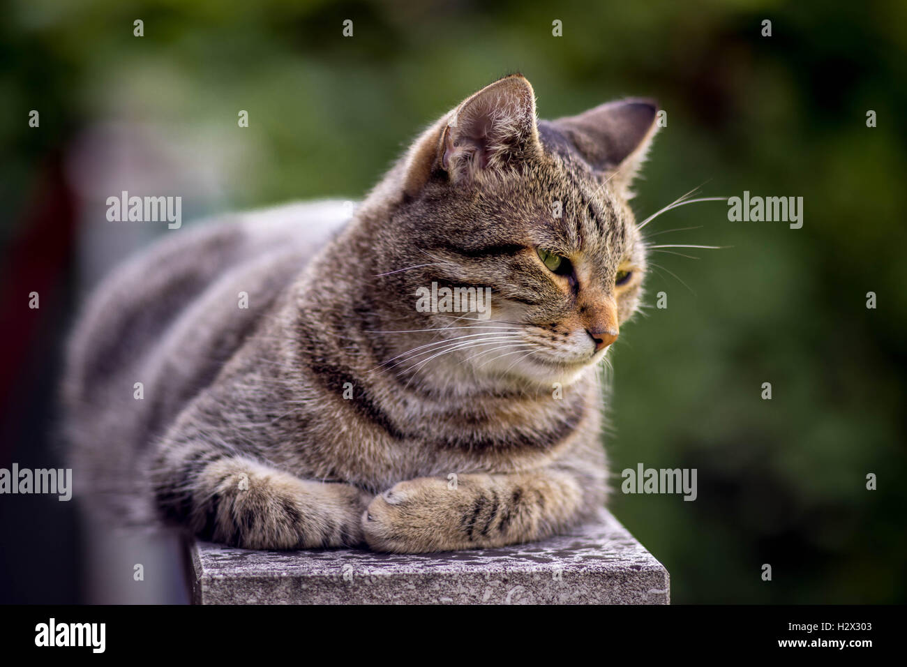 Gatto in posa Foto Stock