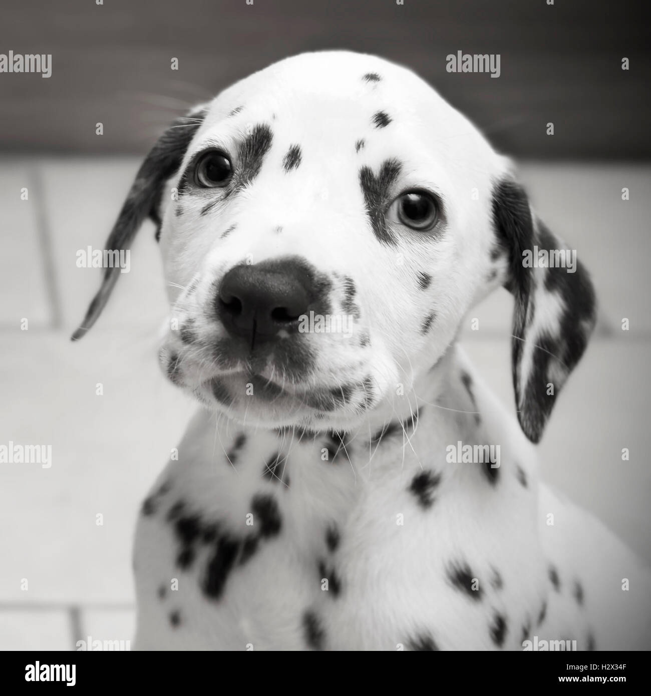 Carino giovani 8 settimana a macchie vecchio cucciolo dalmata - Staring nella fotocamera con cucciolo occhi in bianco e nero Foto Stock