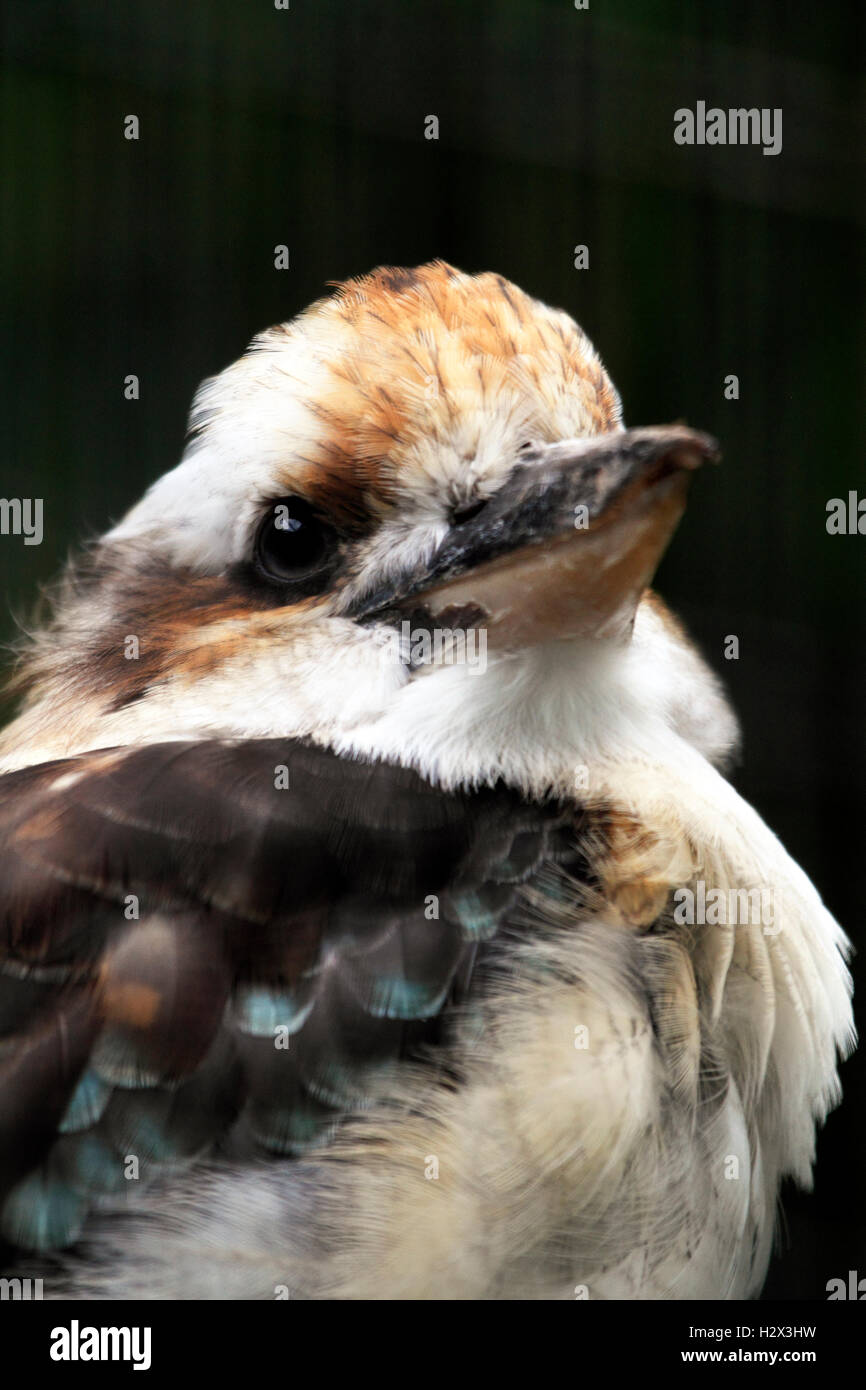 Ridendo Kookaburra, Dacelo novaeguineae, Cape May County Zoo, New Jersey, STATI UNITI D'AMERICA Foto Stock