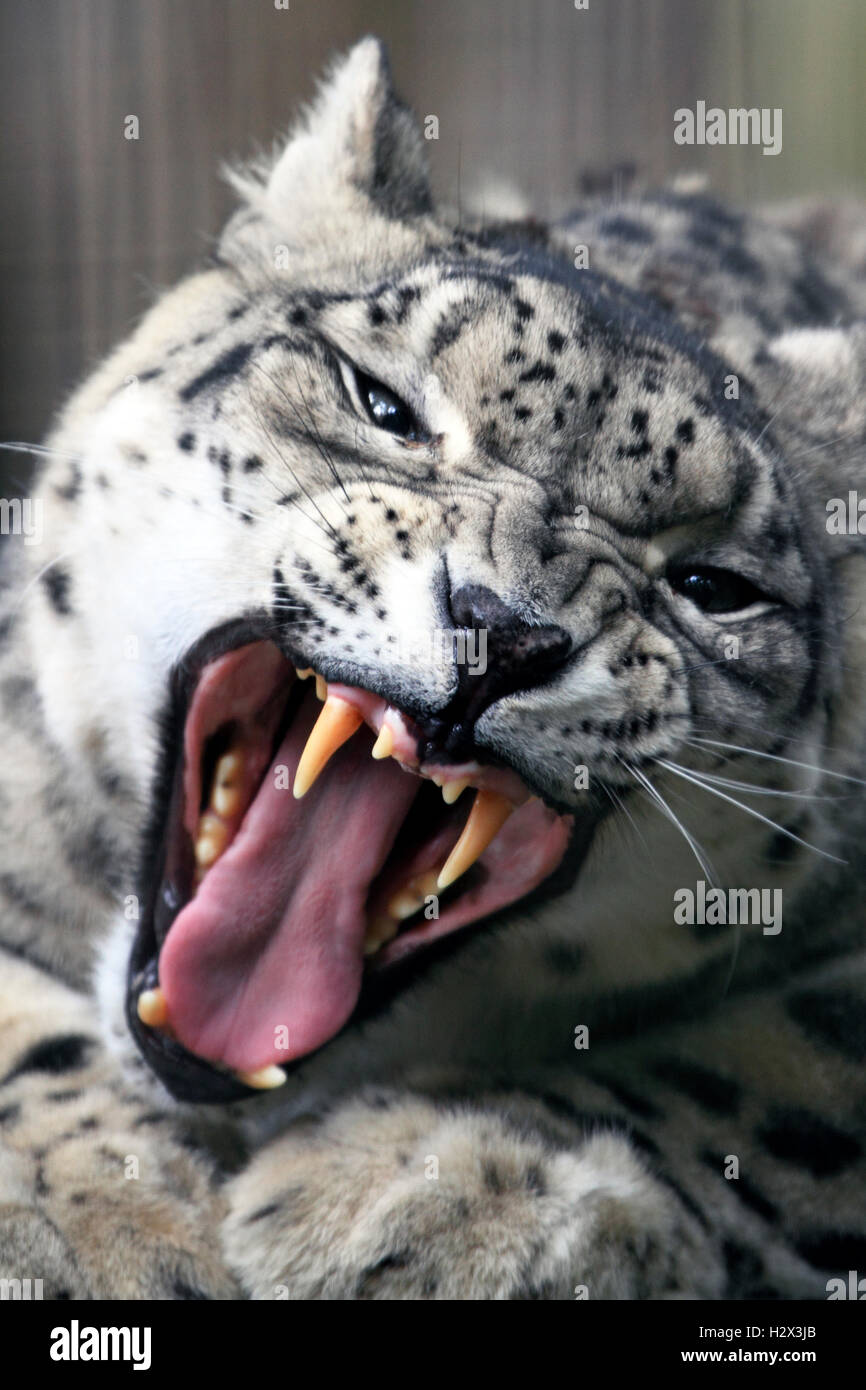 Un Snow Leopard, Panthera uncia, Cape May County Zoo, New Jersey, STATI UNITI D'AMERICA Foto Stock