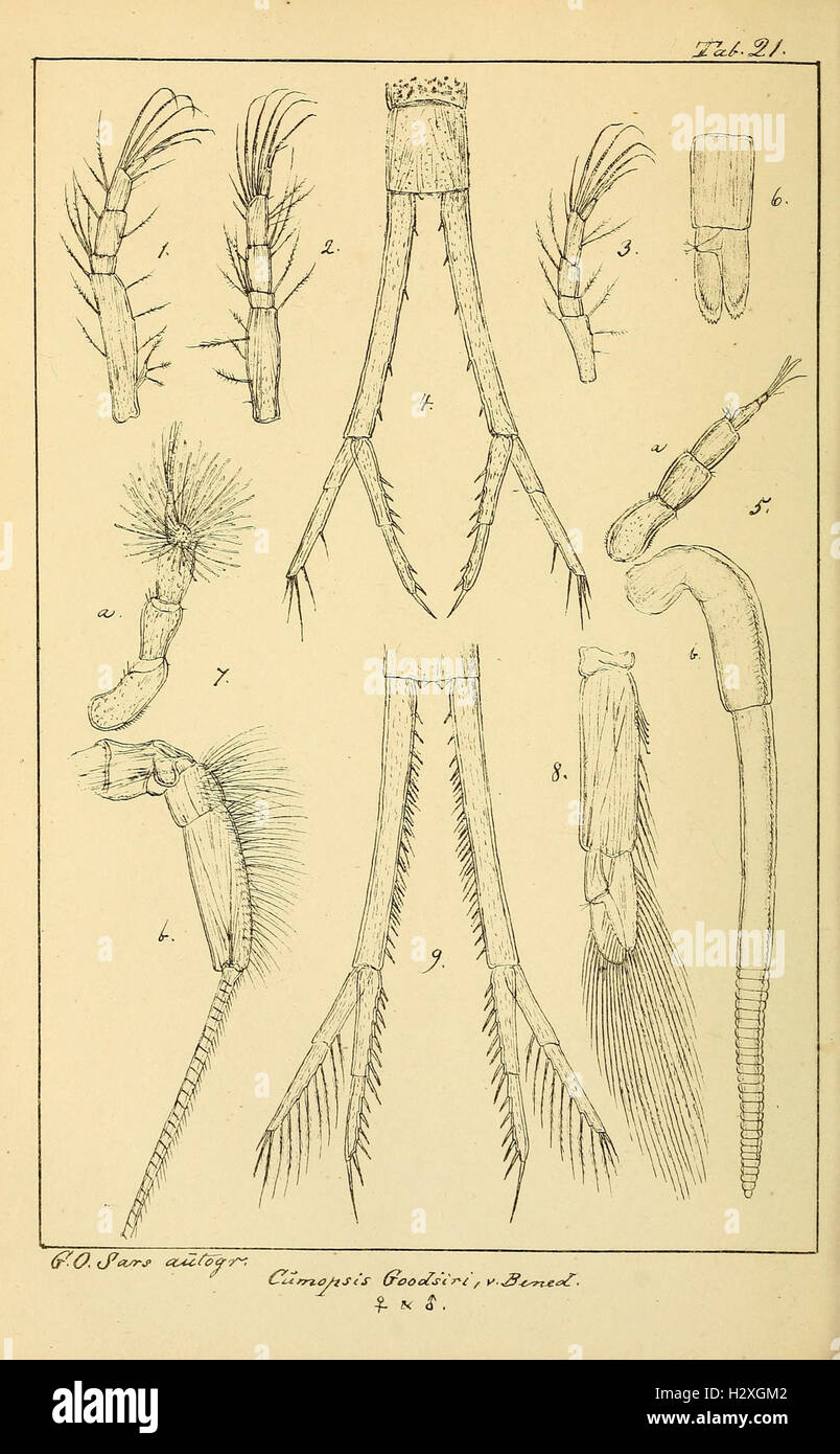 Archiv per mathematik og naturvidenskab BHL298 Foto Stock