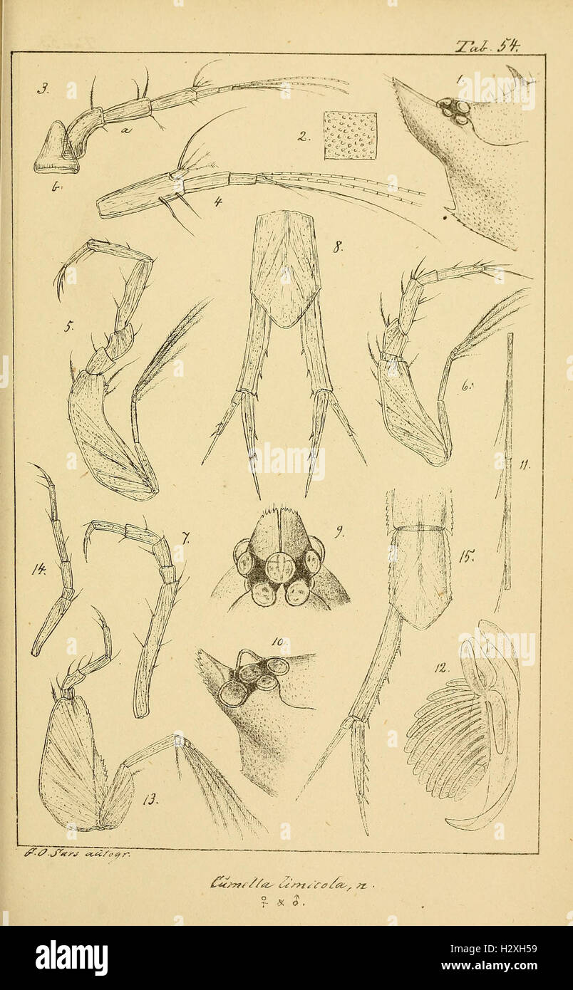 Archiv per mathematik og naturvidenskab BHL298 Foto Stock