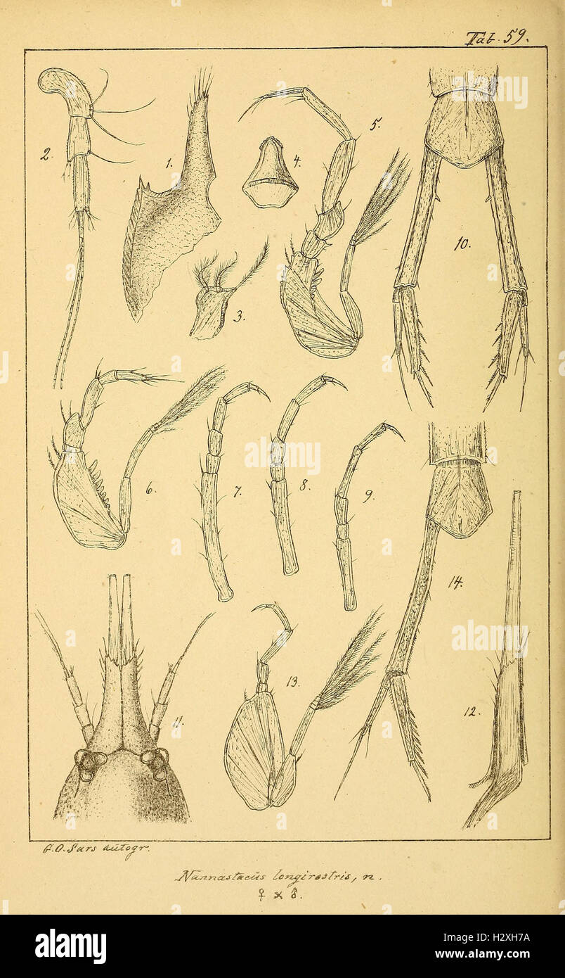 Archiv per mathematik og naturvidenskab BHL298 Foto Stock