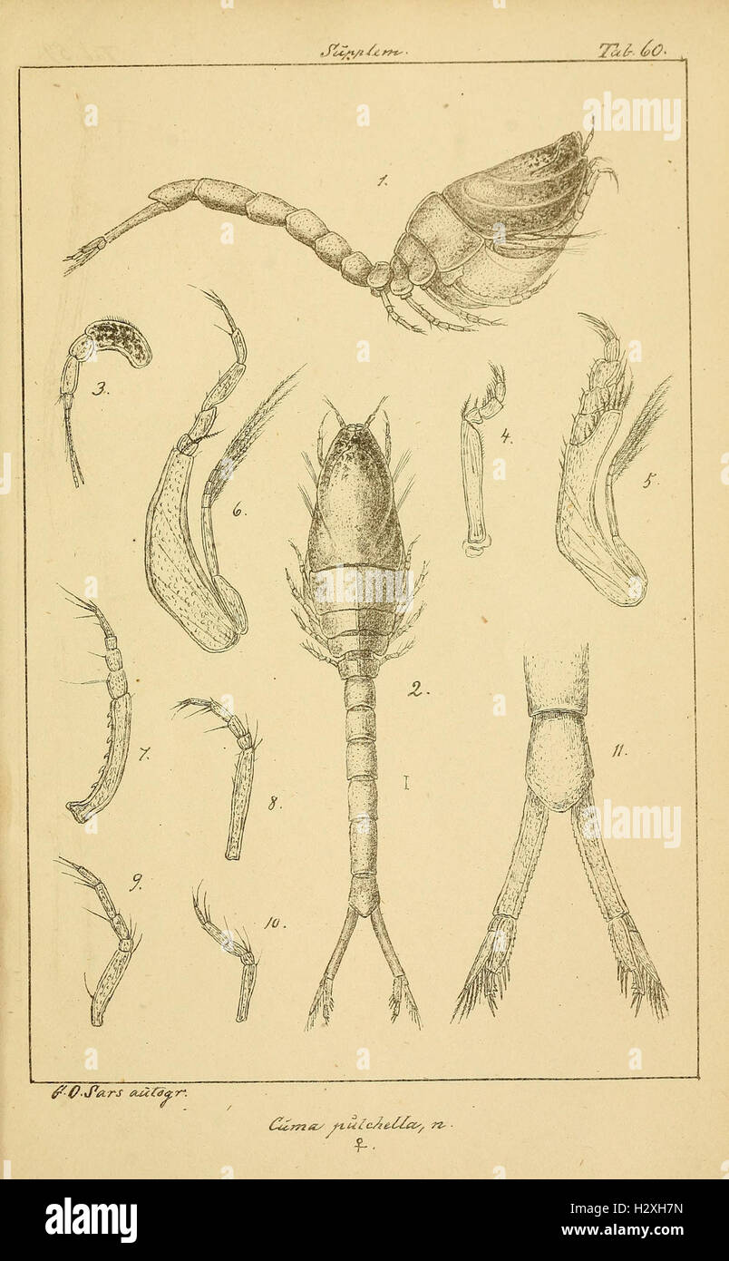 Archiv per mathematik og naturvidenskab BHL298 Foto Stock