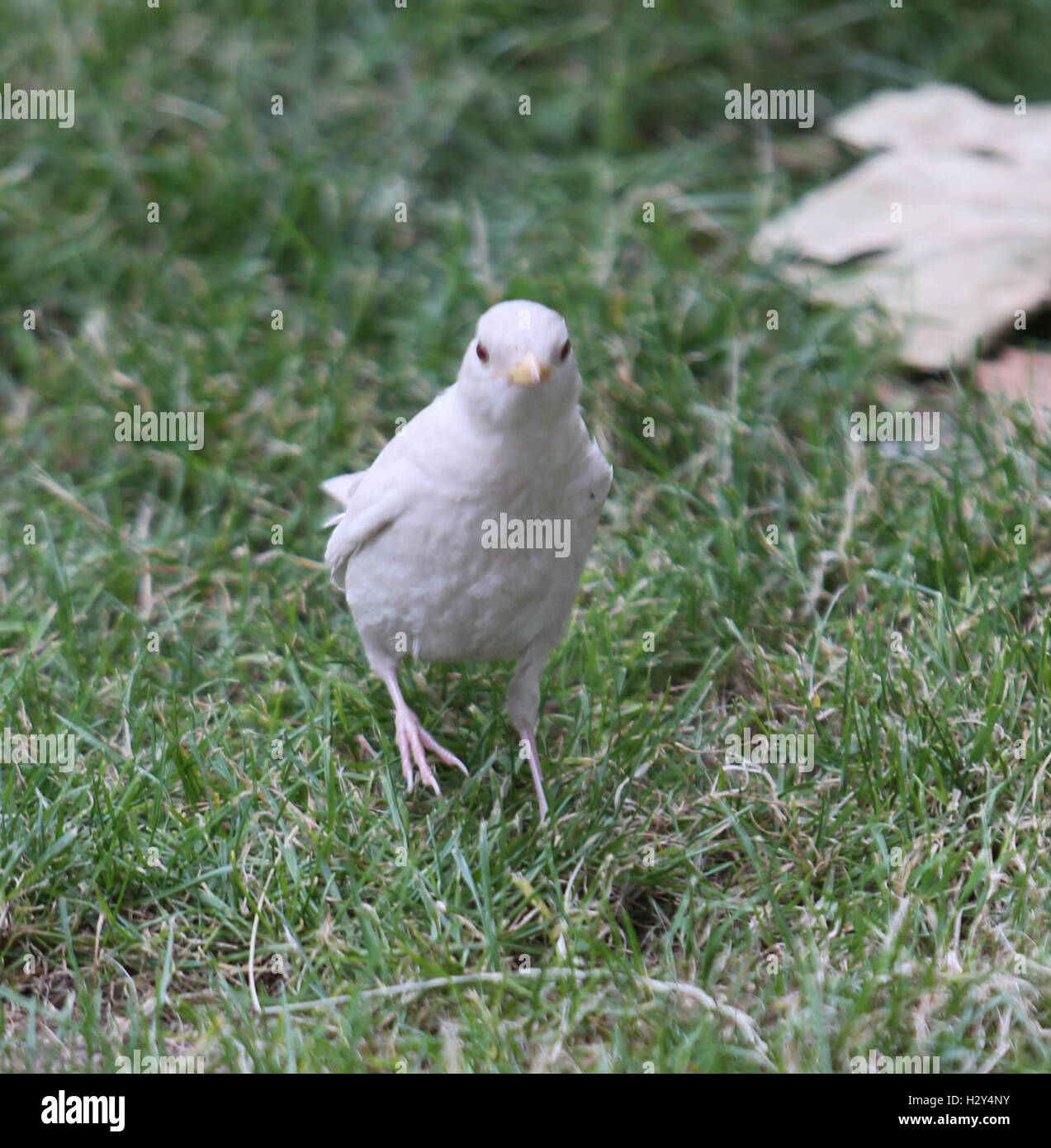 Un fotografo di Londra ha catturato su telecamera estremamente raro avvistamento di un albino blackbird su London Southbank. L'albinismo descrive gli uccelli in cui alcuni o tutti i normali pigmentazione è mancante. Essa è più spesso ereditato ma può essere causato da oth Foto Stock