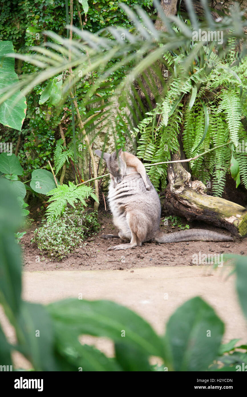 Giovani kangaroo Macropus Eugenii, noto come Tammar Wallaby o a dama o Darma, un marsupiale dalla famiglia Macropodidae, tra verde p Foto Stock