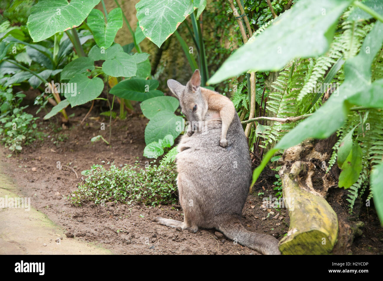 Giovani kangaroo Macropus Eugenii, noto come Tammar Wallaby o a dama o Darma, un marsupiale dalla famiglia Macropodidae, tra verde p Foto Stock