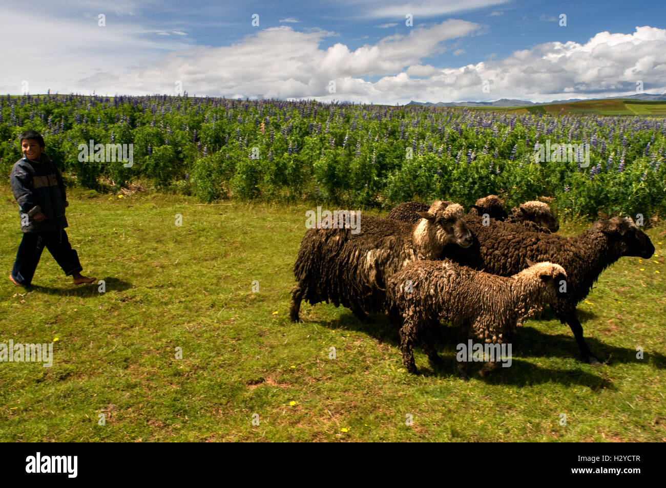 Un bambino porta per il pascolo del bestiame in Valle Sacra nei pressi di Cuzco. La Valle Sacra degli Incas o la Valle di Urubamba è una valle Foto Stock