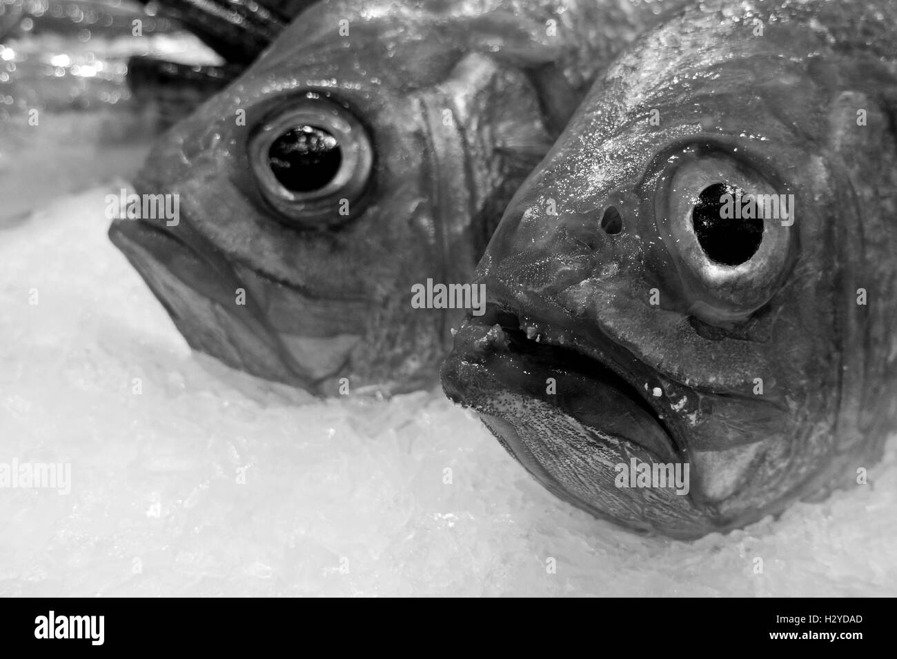 Occhi di pesce Foto e Immagini Stock in Bianco e Nero - Alamy