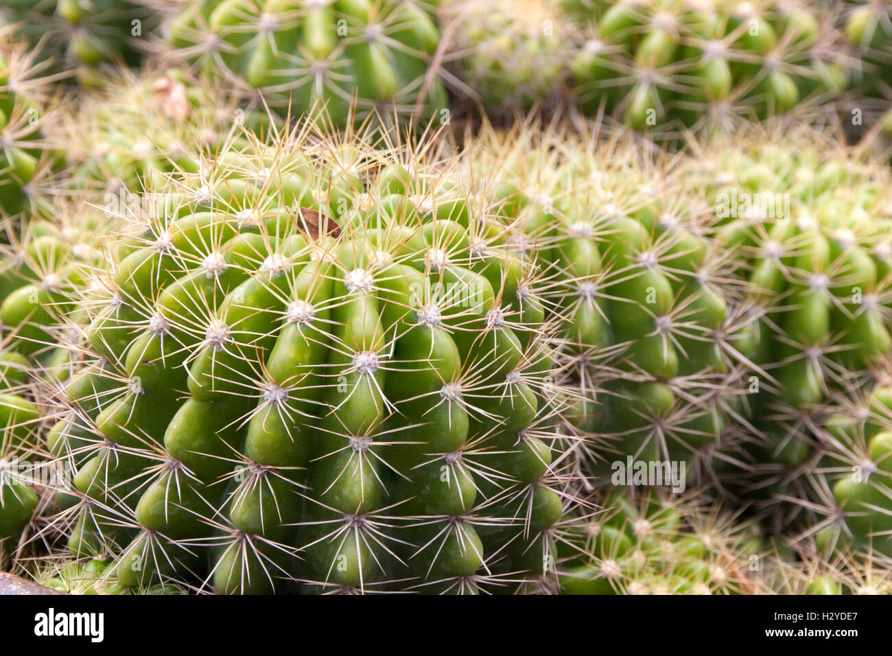 Close up a forma di globo di cactus con lunghe spine Foto Stock