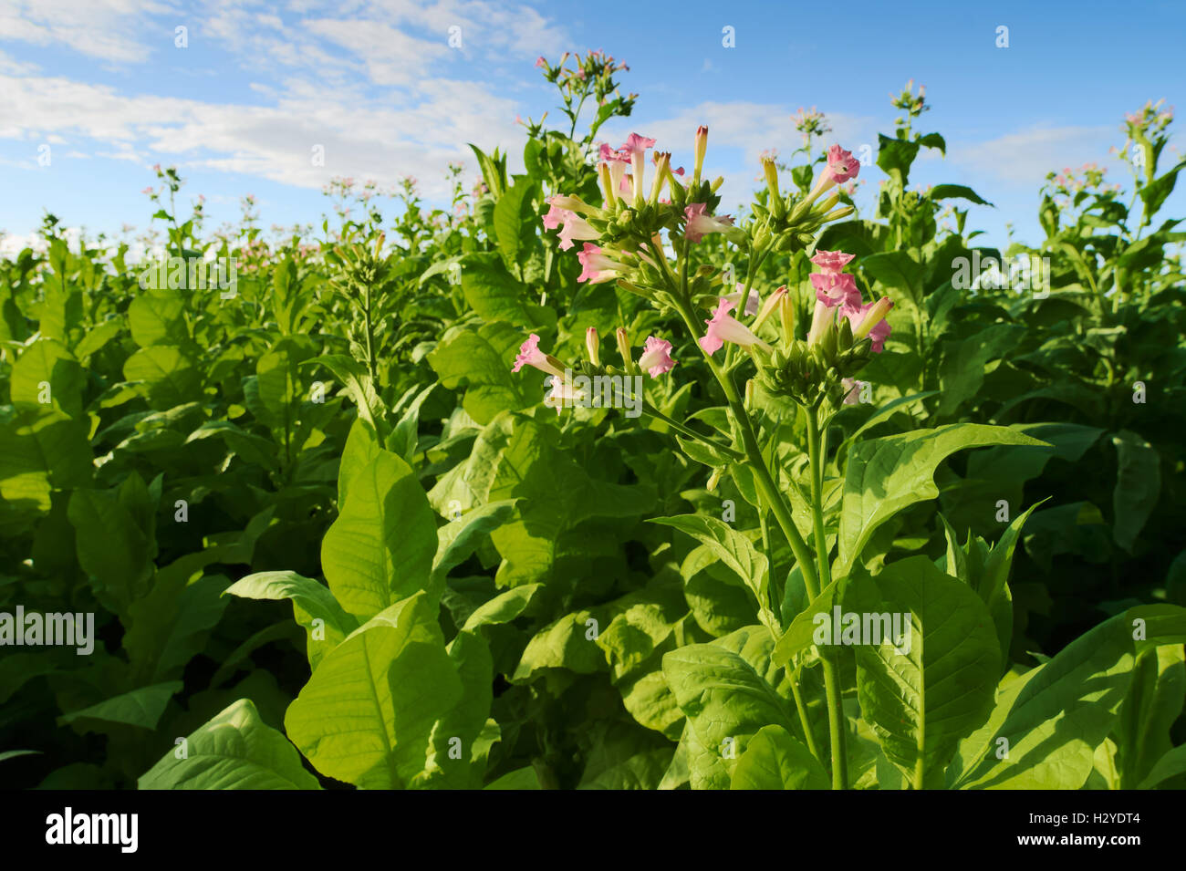Tabacco Virginia (tabacco Brightleaf) piante che crescono su plantation in Woznawies, Podlaskie provincia, a nord-est della Polonia. Foto Stock