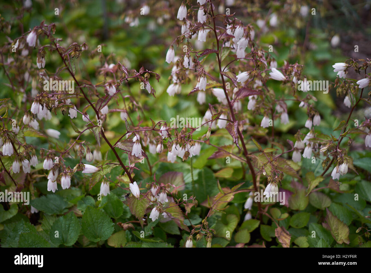 Il coreano la campanula campanule Campanula takesimana Foto Stock